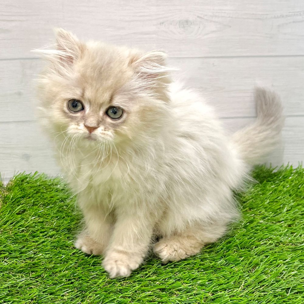 愛知県のペルシャ (犬の家＆猫の里豊田店/2025年7月7日生まれ/男の子/ブルーチンチラゴールデン)の子猫の3枚目の画像