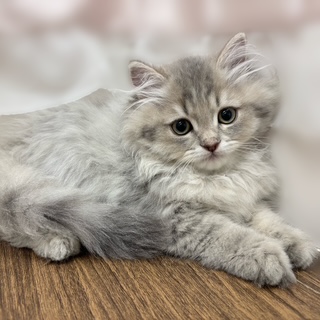 兵庫県のスコティッシュストレート (犬の家＆猫の里カナート西神戸店/2025年7月6日生まれ/男の子/ブルータビー)の子猫の3枚目の画像