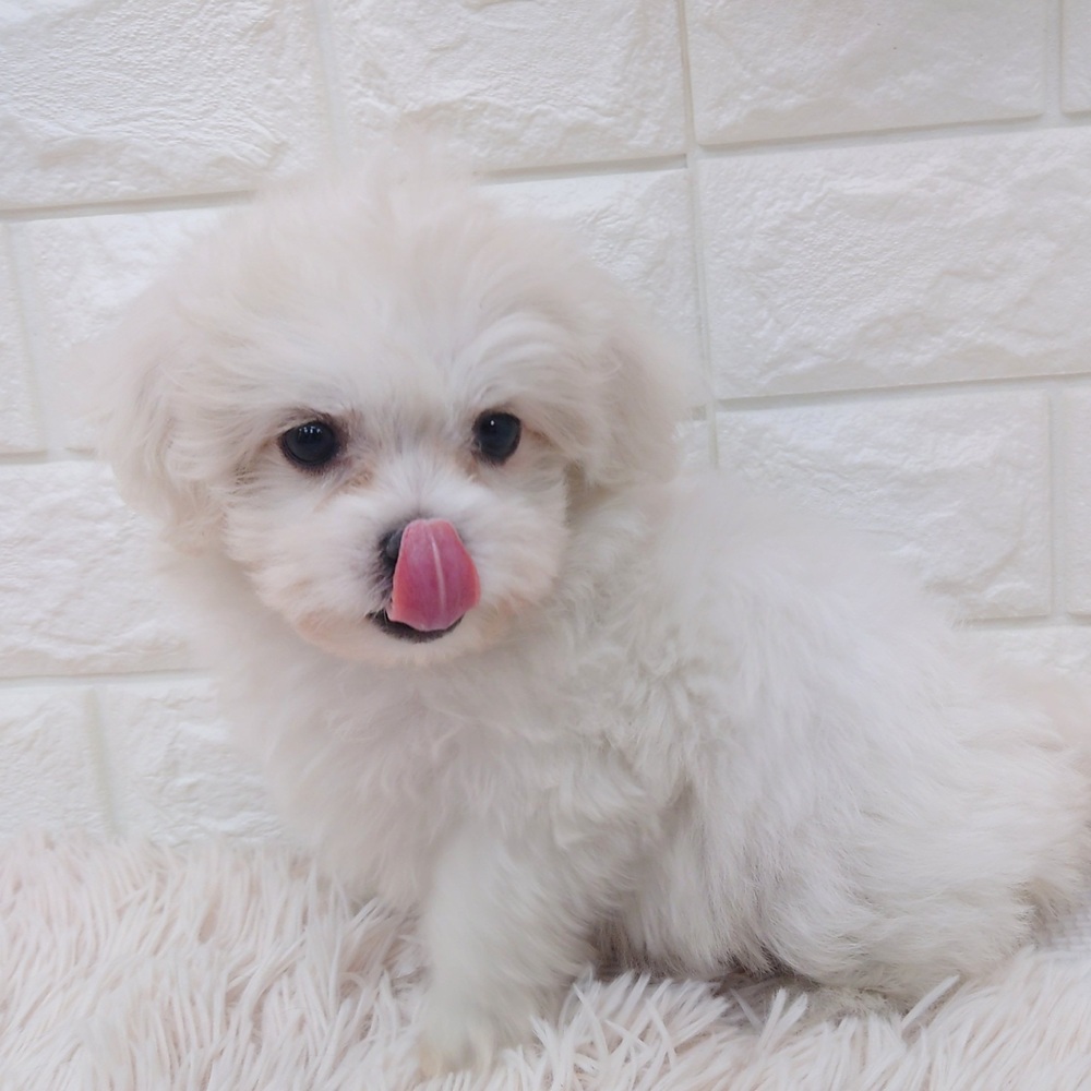 愛知県のハーフ犬・ミックス犬 (犬の家＆猫の里MEGAドン・キホーテ東海名和店/2025年7月8日生まれ/女の子/クリームホワイト)の子犬の3枚目の画像