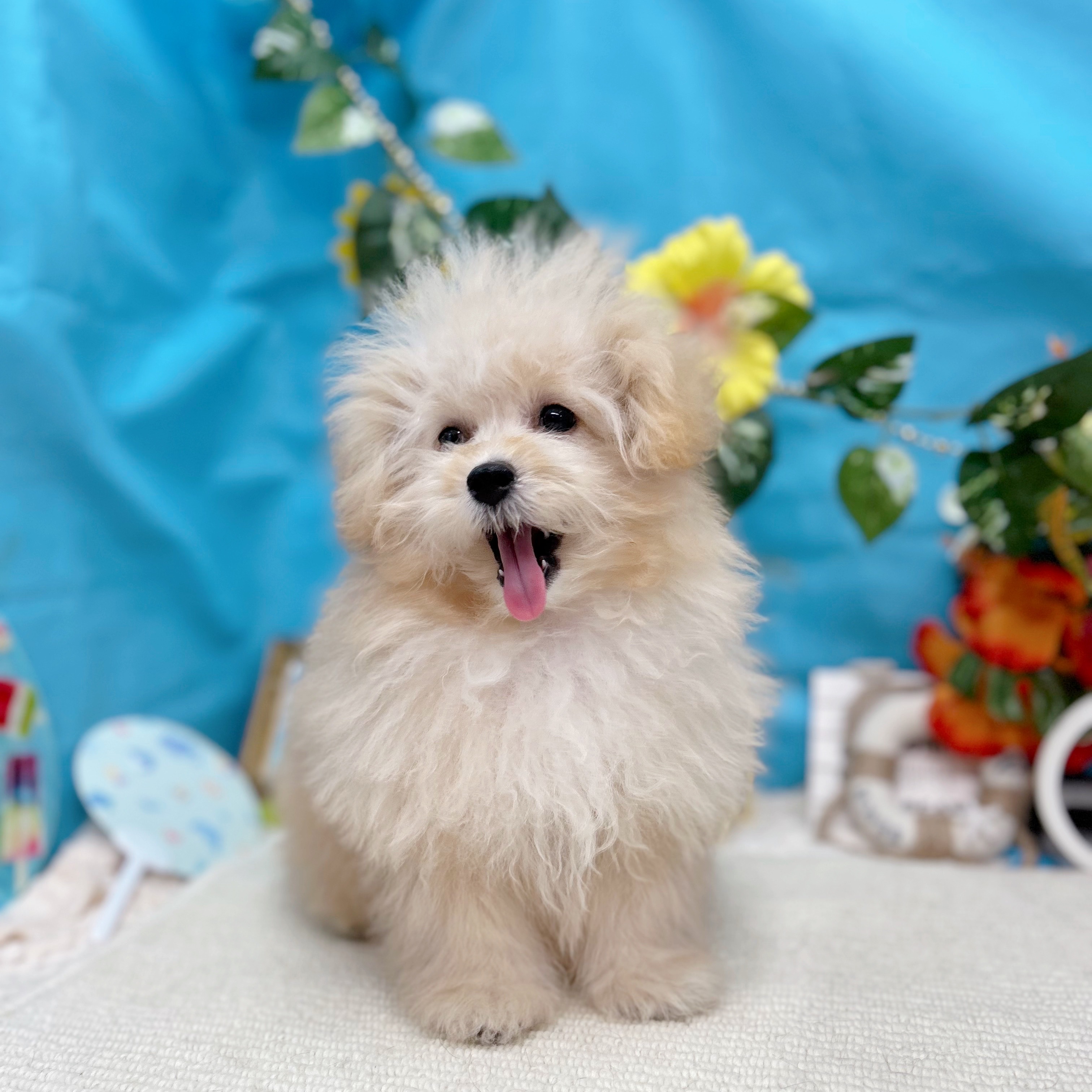 岐阜県のポメプー(ポメラニアン×プードル) (犬の家＆猫の里岐南店/2025年5月27日生まれ/男の子/クリーム)の子犬の3枚目の画像