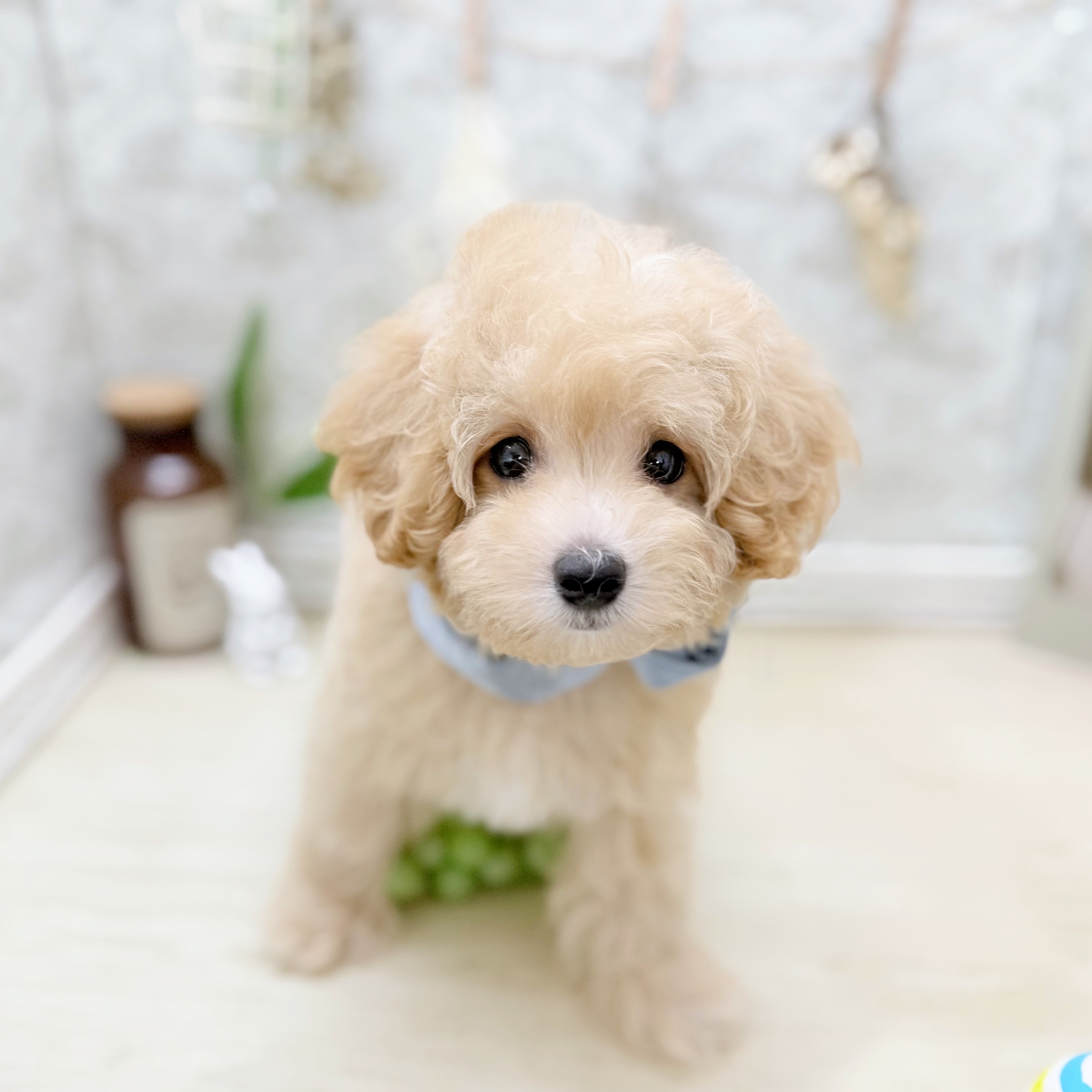 福井県のマルプー(マルチーズ×プードル) (犬の家＆猫の里アミーゴ福井大和田店/2025年7月5日生まれ/男の子/クリーム)の子犬の3枚目の画像
