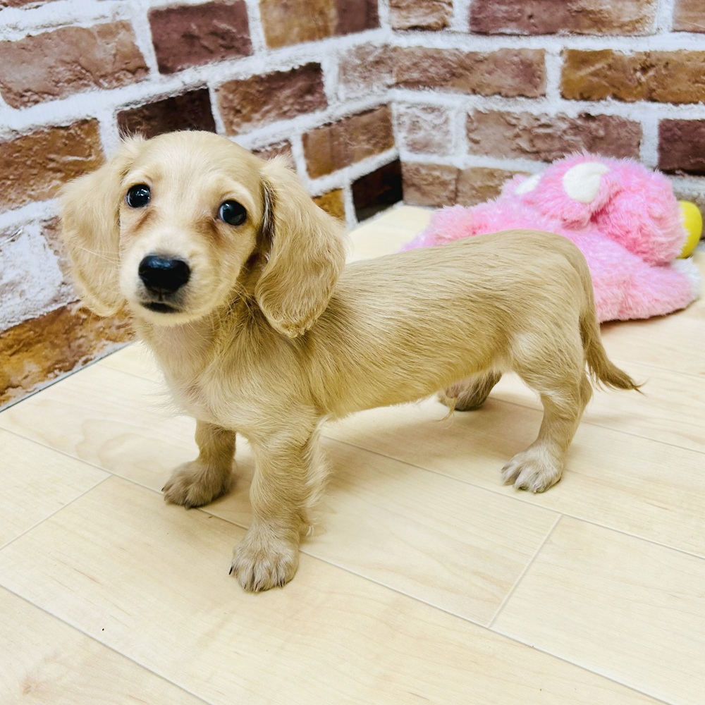 愛知県のミニチュアダックスフンド(ロング) (犬の家＆猫の里七宝店/2025年7月7日生まれ/男の子/イエロー)の子犬の3枚目の画像