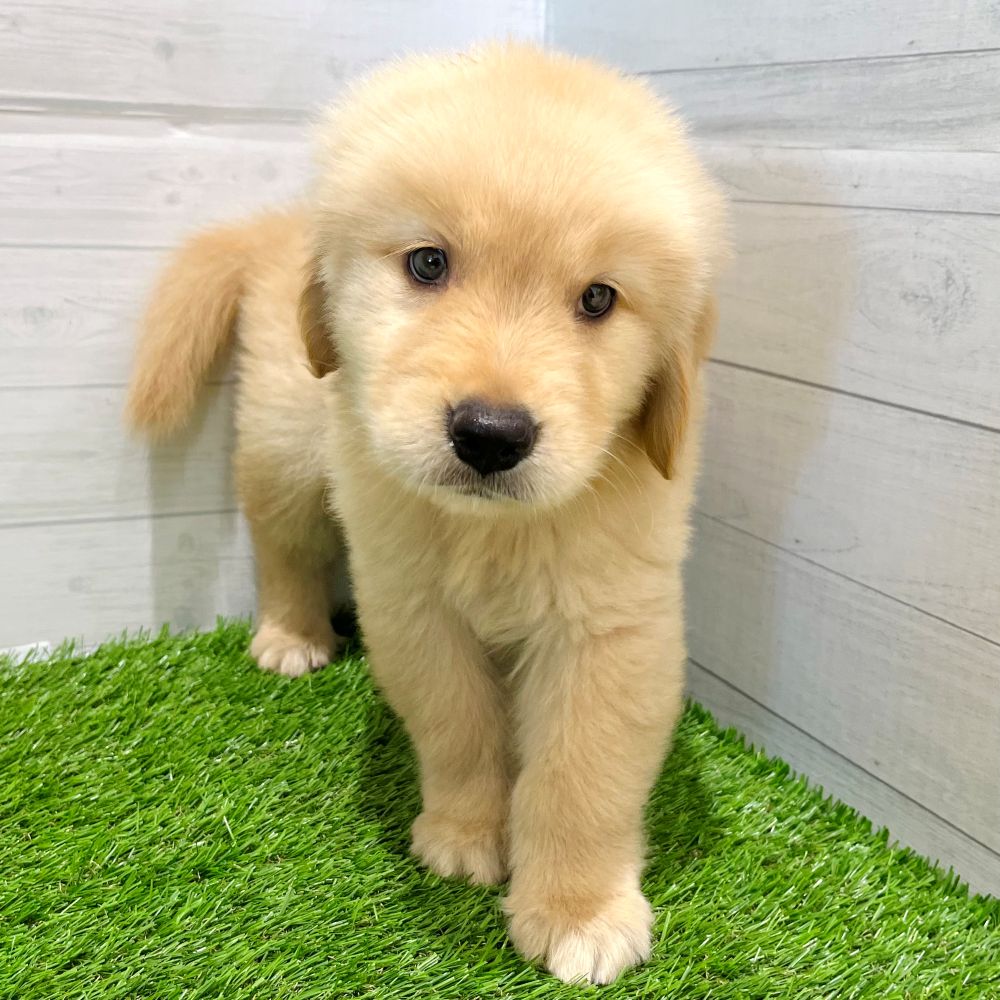 愛知県のゴールデンレトリバー (犬の家＆猫の里豊田店/2025年7月9日生まれ/男の子/ゴールデン)の子犬の3枚目の画像
