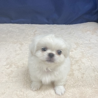 愛知県のペキニーズ (犬の家＆猫の里一宮店/2025年7月8日生まれ/男の子/ホワイト)の子犬の3枚目の画像