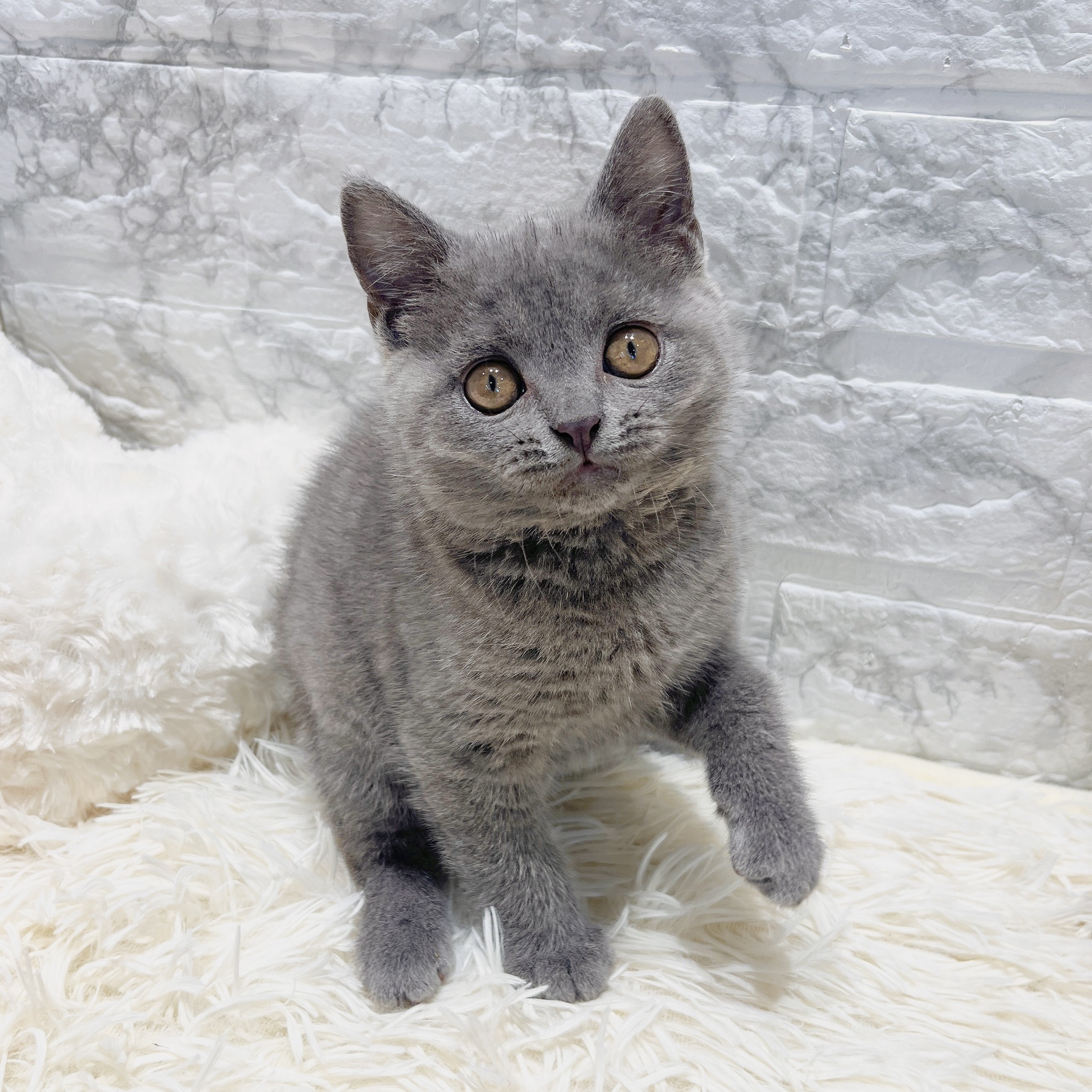 愛知県のブリティッシュショートヘアー (犬の家＆猫の里MiO香久山店/2025年7月5日生まれ/女の子/ブルー)の子猫の3枚目の画像
