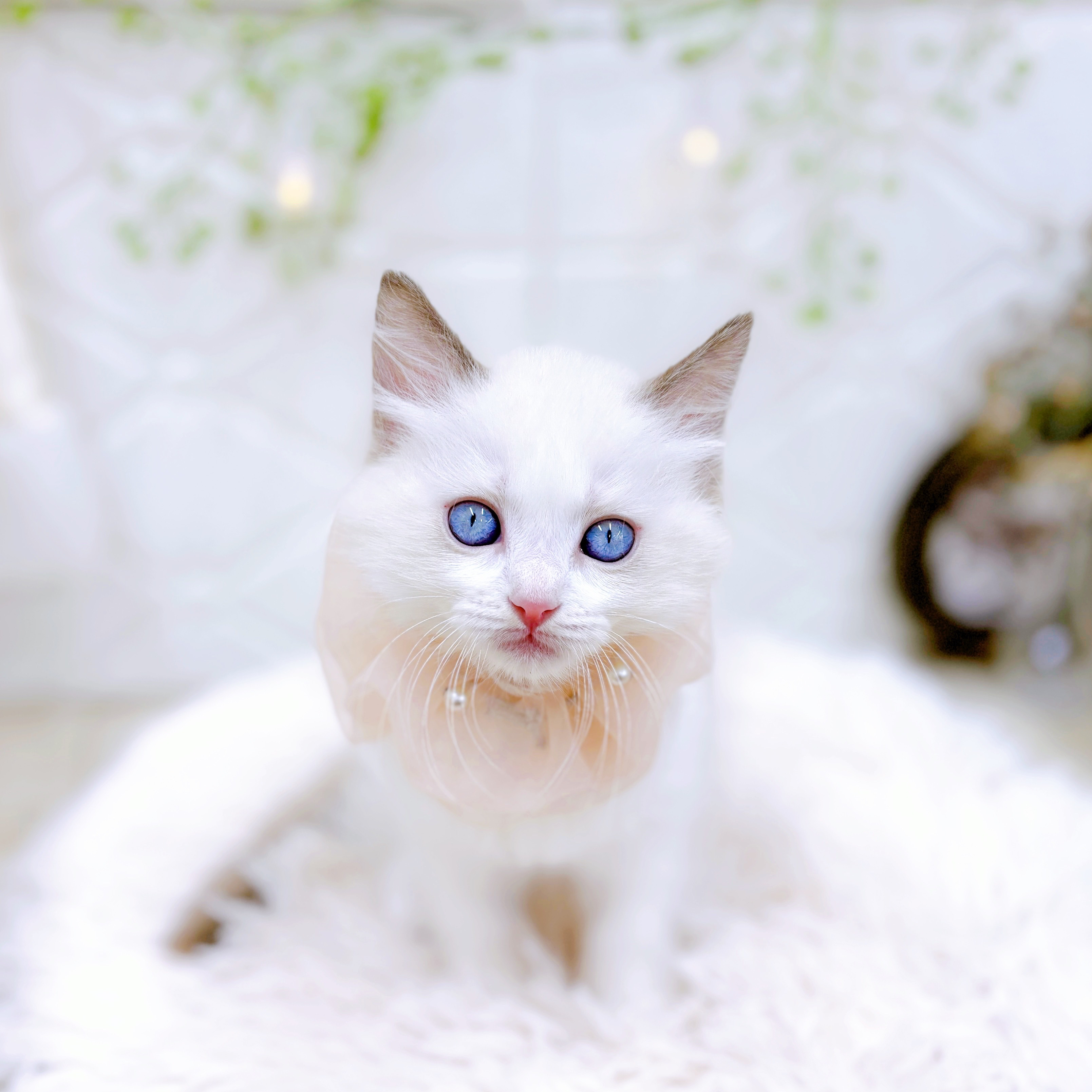 福井県のラグドール (犬の家＆猫の里アミーゴ福井店/2025年7月9日生まれ/女の子/シールポイントバイカラー)の子猫の3枚目の画像