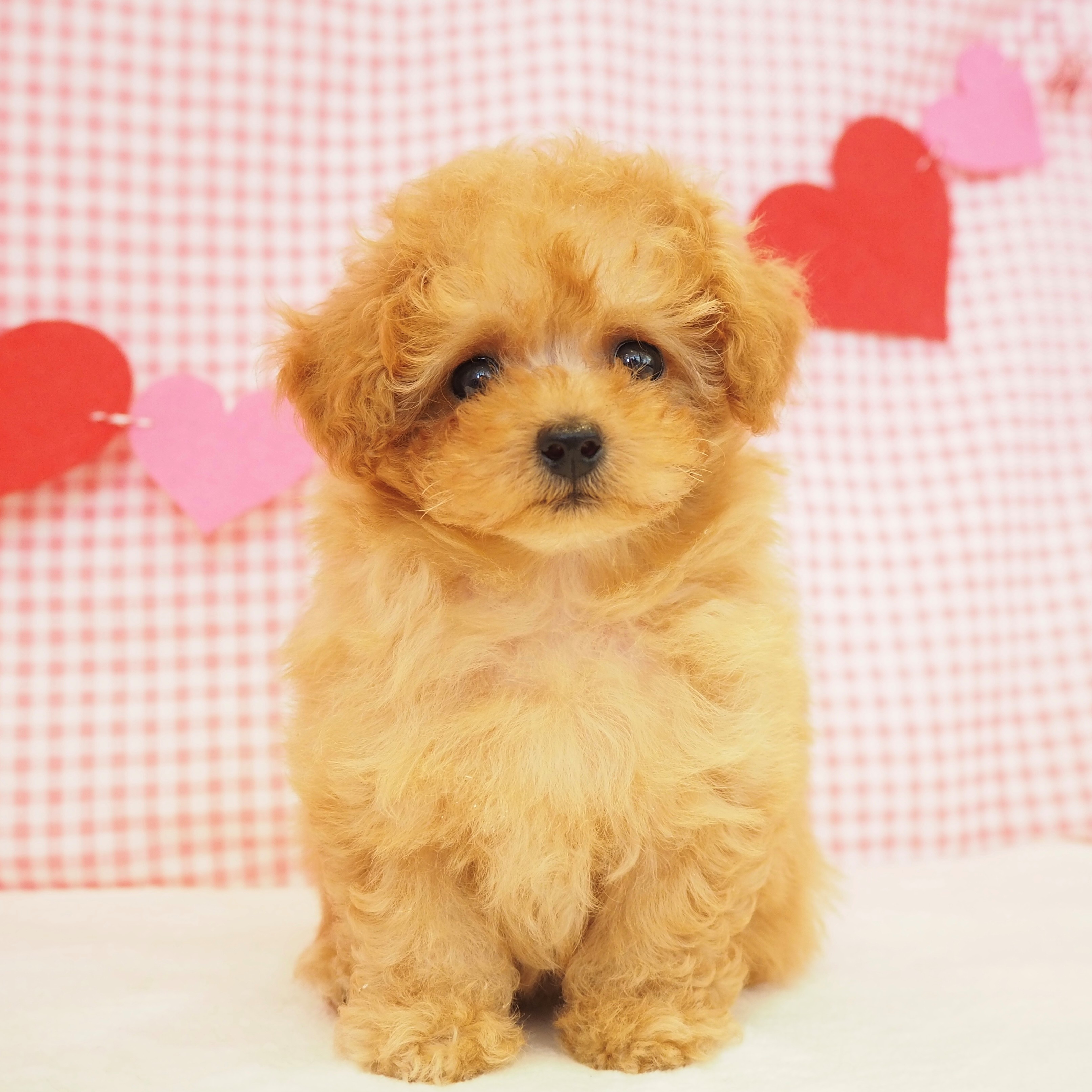 大阪府のティーカッププードル (犬の家＆猫の里もりのみやキューズモールBASE店/2025年7月9日生まれ/女の子/アプリコット)の子犬の1枚目の画像