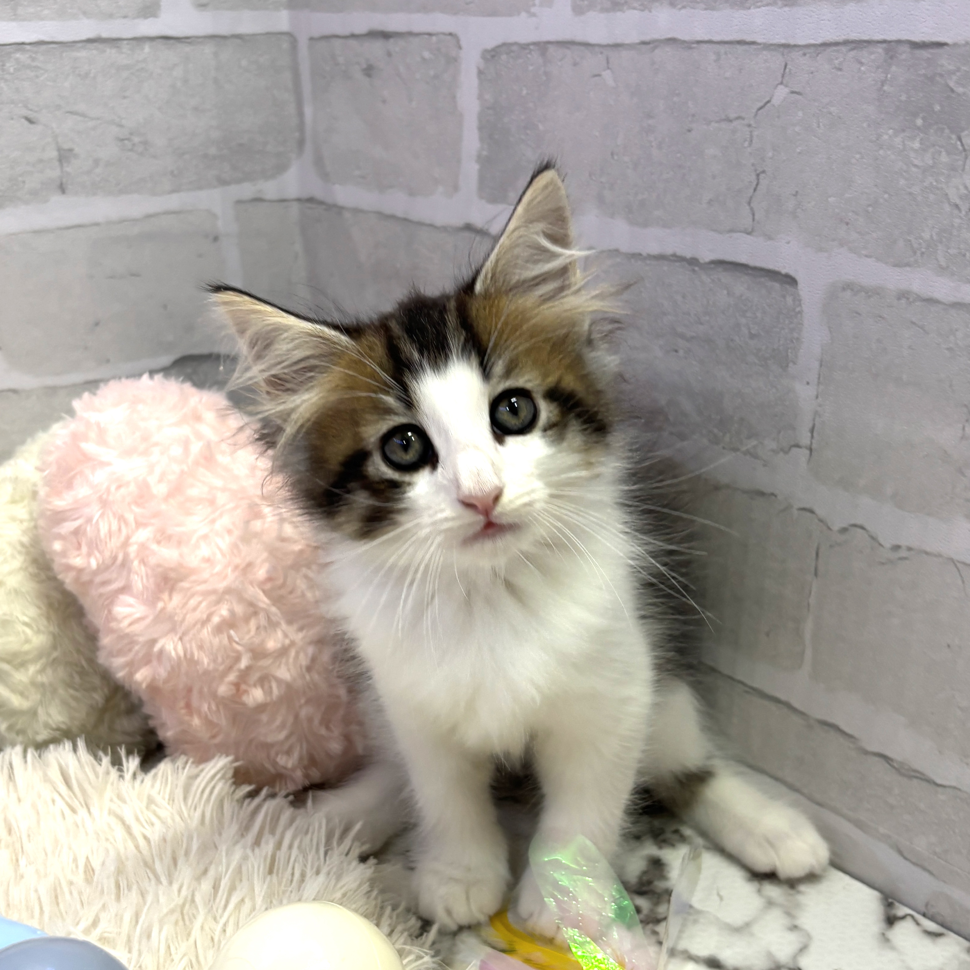 愛知県のノルウェージャンフォレストキャット (犬の家＆猫の里岡崎店/2025年7月11日生まれ/男の子/ブラウンマッカレルタビーホワイト)の子猫の1枚目の画像