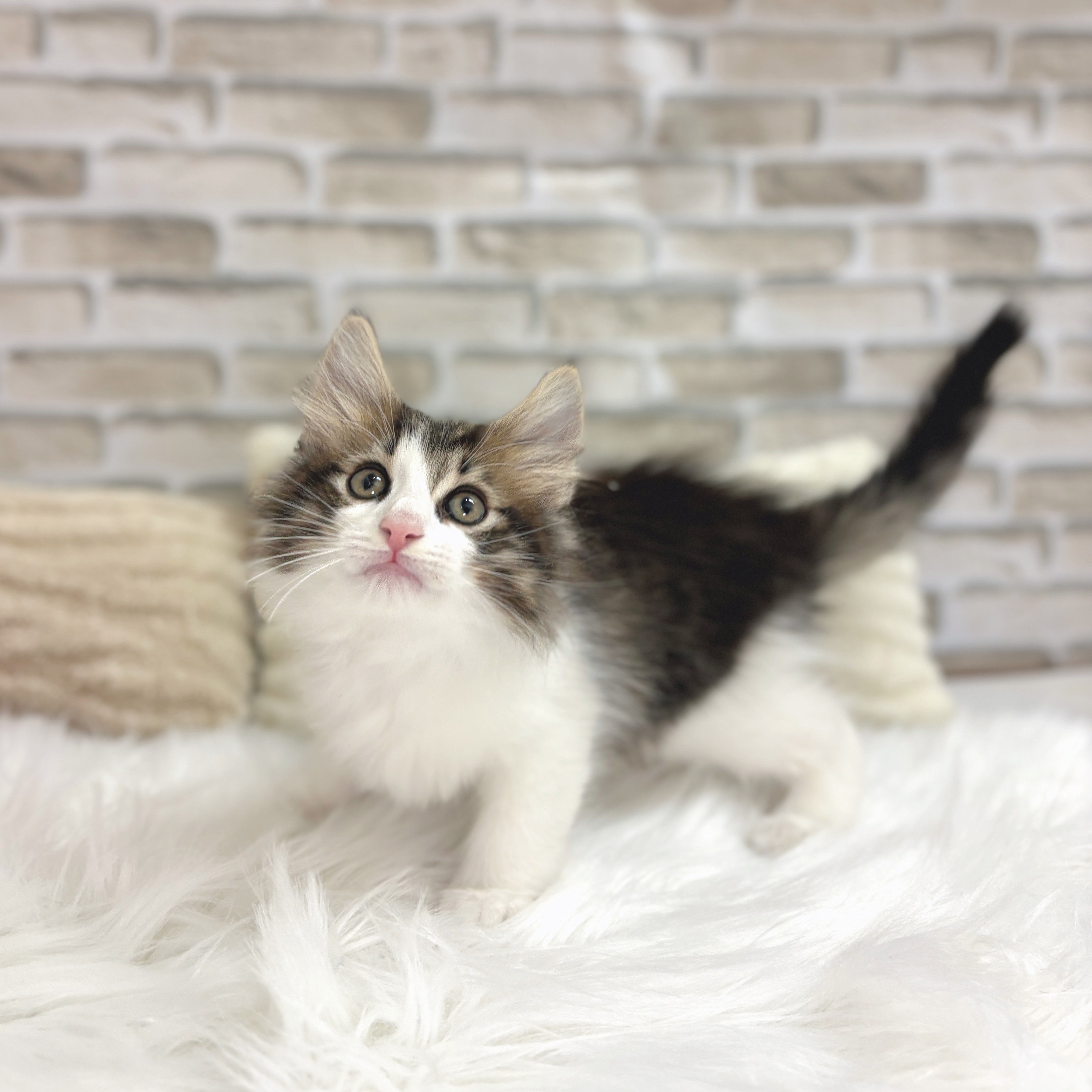 静岡県のノルウェージャンフォレストキャット (犬の家＆猫の里富士店/2025年7月11日生まれ/男の子/ブラウンマッカレルタビーホワイト)の子猫の3枚目の画像