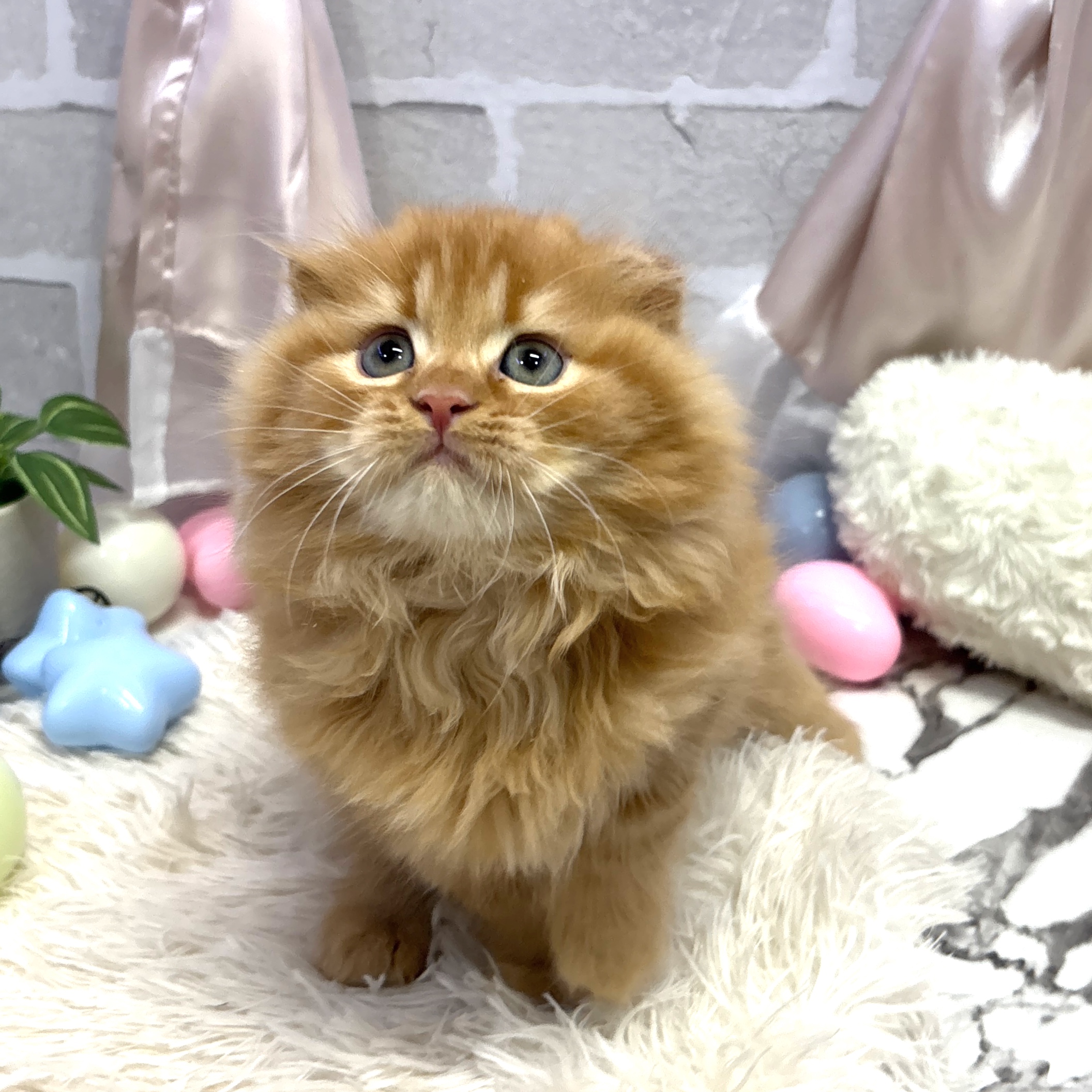 愛知県のスコティッシュフォールド (犬の家＆猫の里岡崎店/2025年7月9日生まれ/男の子/レッドタビー)の子猫の1枚目の画像