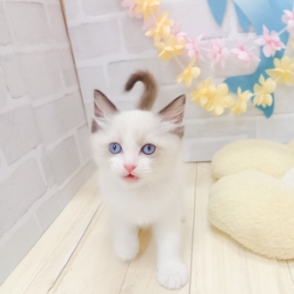 静岡県のラグドール (犬の家＆猫の里プレ葉ウォーク浜北店/2025年7月8日生まれ/男の子/シールポイントバイカラー)の子猫の3枚目の画像