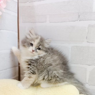 静岡県のサイベリアン (犬の家＆猫の里プレ葉ウォーク浜北店/2025年7月6日生まれ/女の子/ブルーパッチドタビーホワイト)の子猫の1枚目の画像