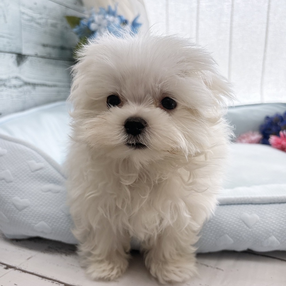 長野県のマルチーズ (犬の家＆猫の里塩尻店/2025年7月6日生まれ/男の子/ホワイト)の子犬の3枚目の画像