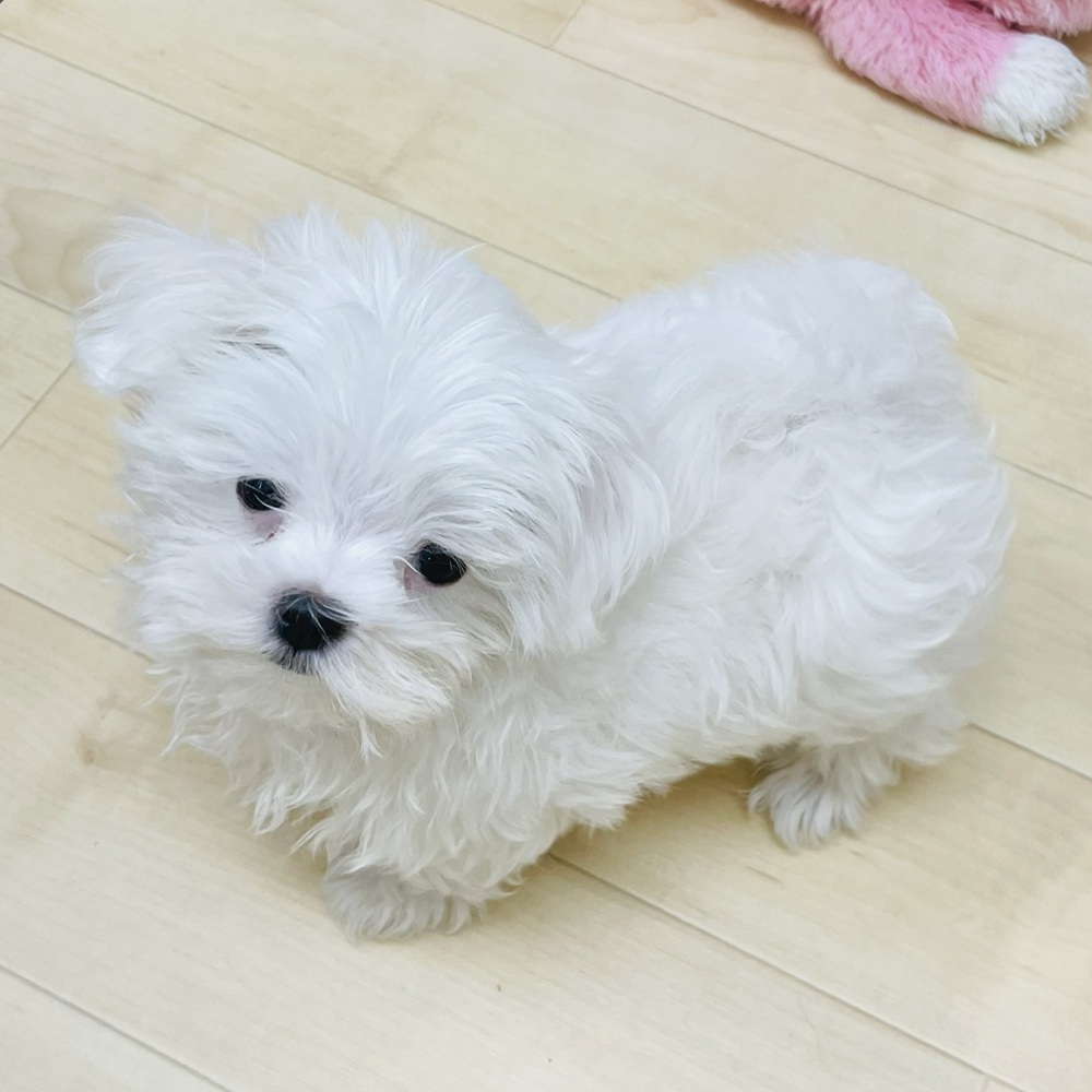 愛知県のマルチーズ (犬の家＆猫の里七宝店/2025年7月6日生まれ/男の子/ホワイト)の子犬の3枚目の画像
