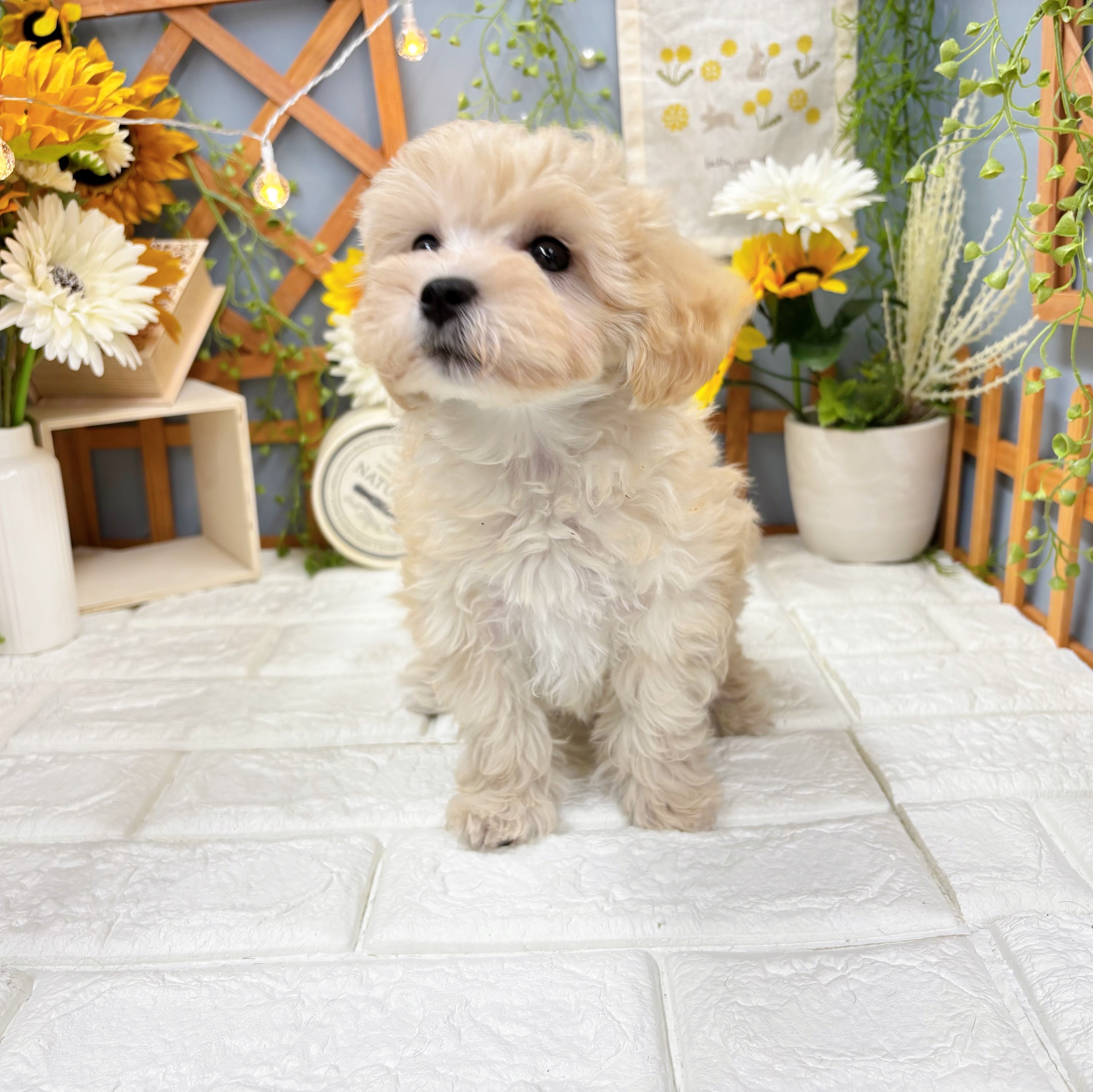 千葉県のマルプー(マルチーズ×プードル) (犬の家＆猫の里ワンズモール稲毛店/2025年7月9日生まれ/女の子/クリーム)の子犬の3枚目の画像
