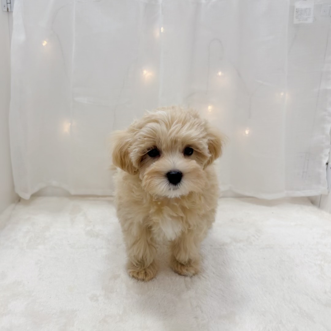 千葉県のマルプー(マルチーズ×プードル) (犬の家＆猫の里BIGHOPガーデンモール印西店/2025年7月9日生まれ/女の子/クリームホワイト)の子犬の3枚目の画像