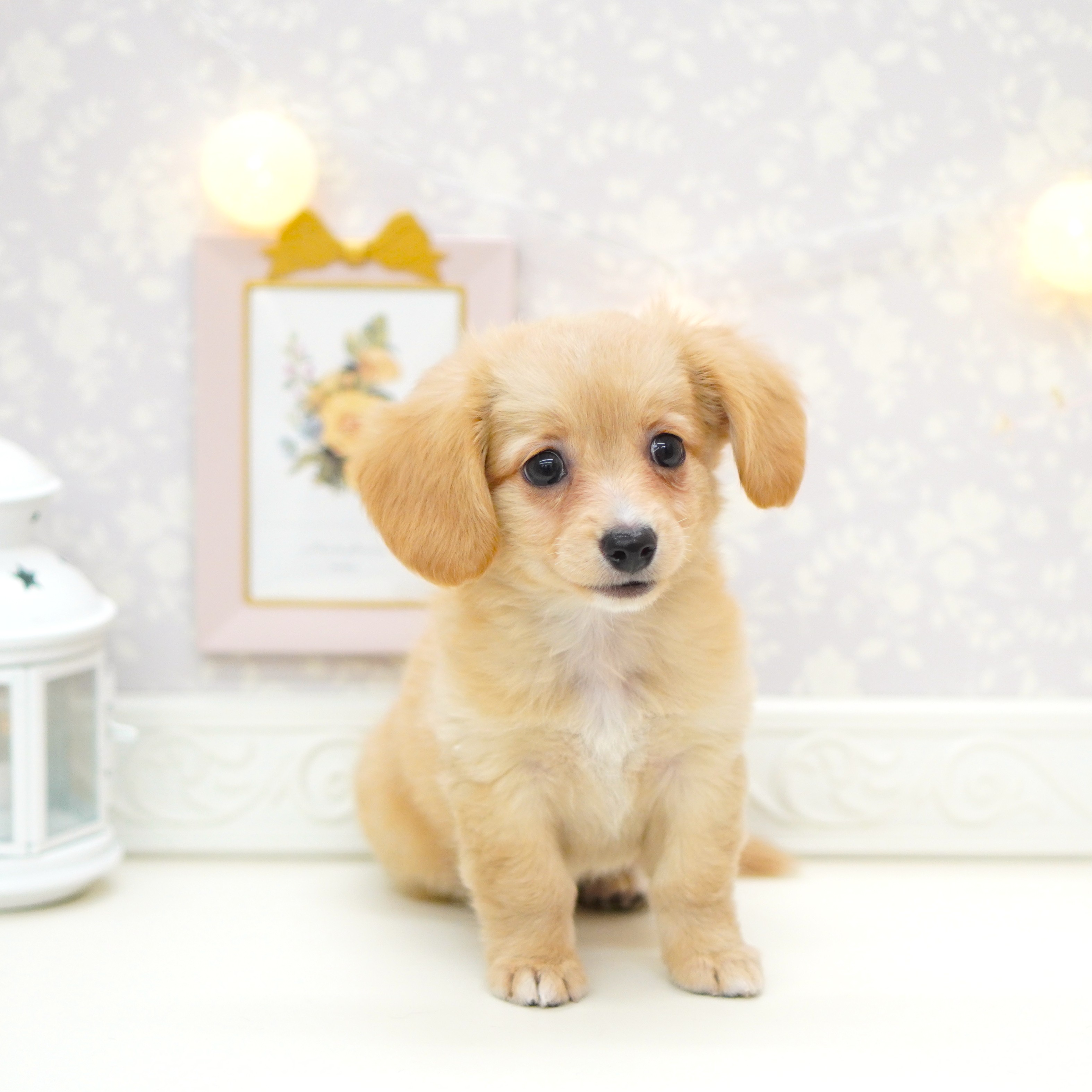 富山県のチワックス(チワワ×ダックス) (犬の家＆猫の里富山店/2025年7月10日生まれ/女の子/クリーム)の子犬の3枚目の画像