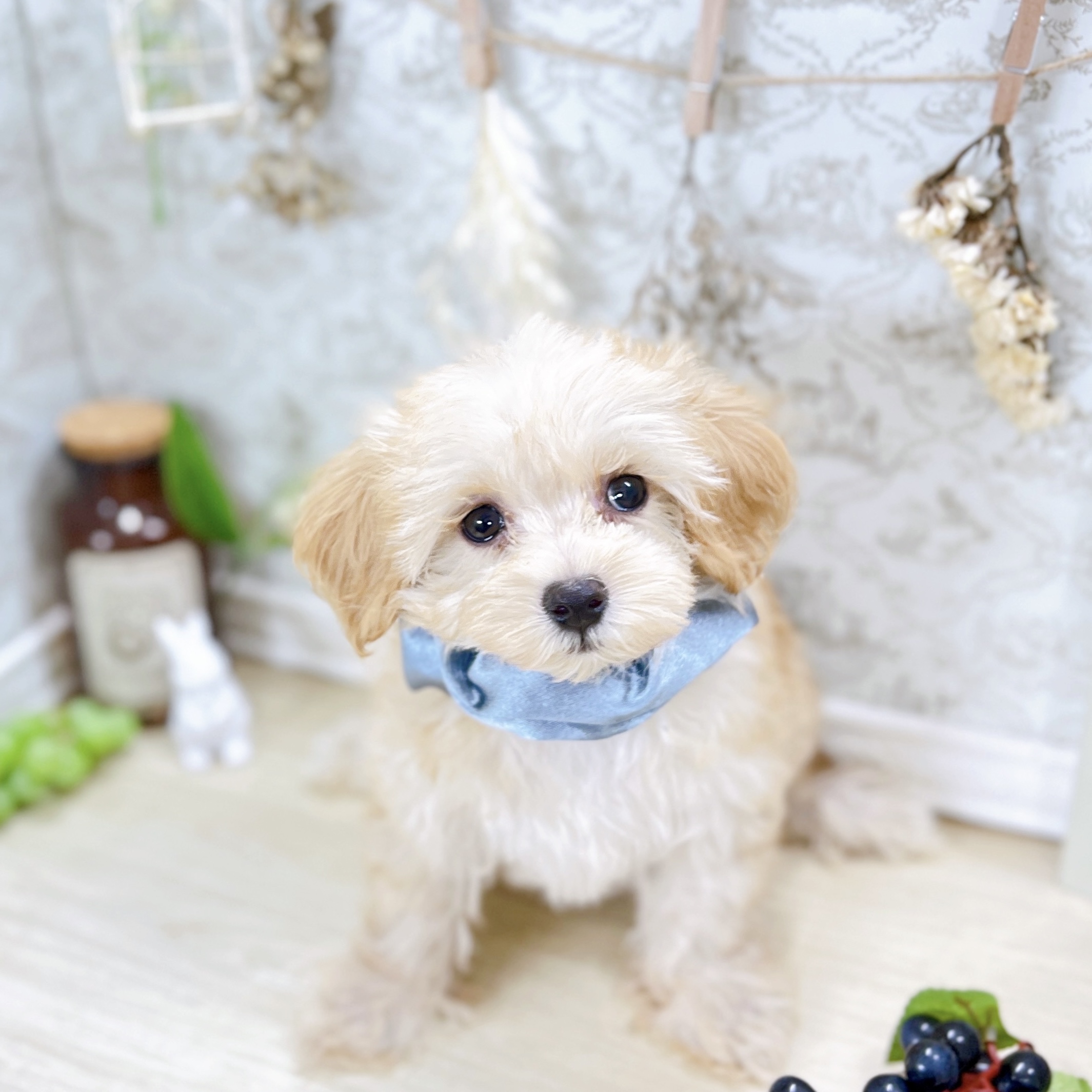 福井県のマルプー(マルチーズ×プードル) (犬の家＆猫の里アミーゴ福井大和田店/2025年7月7日生まれ/男の子/アプリコット)の子犬