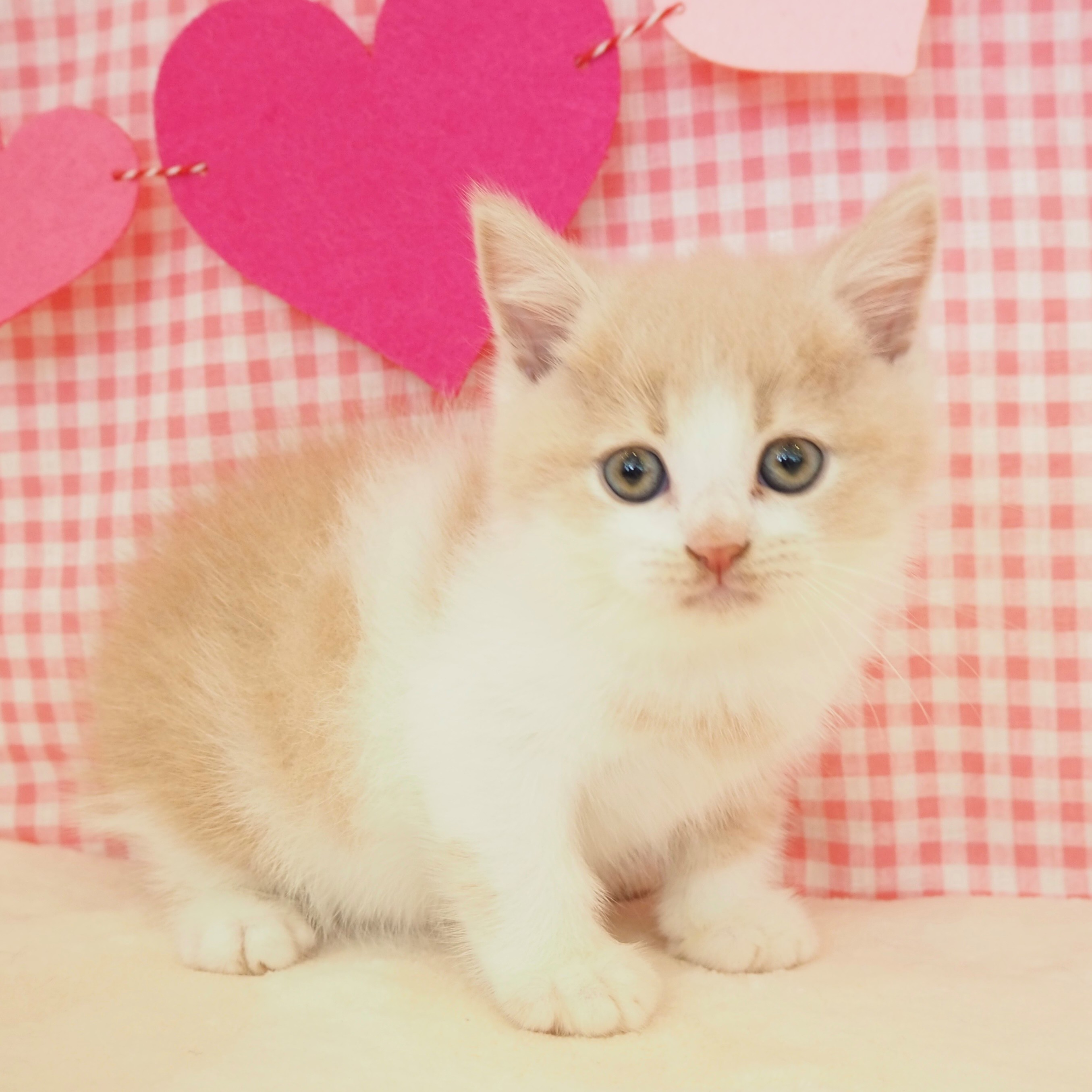 大阪府のブリティッシュショートヘアー (犬の家＆猫の里もりのみやキューズモールBASE店/2025年7月13日生まれ/男の子/クリームホワイト)の子猫の3枚目の画像