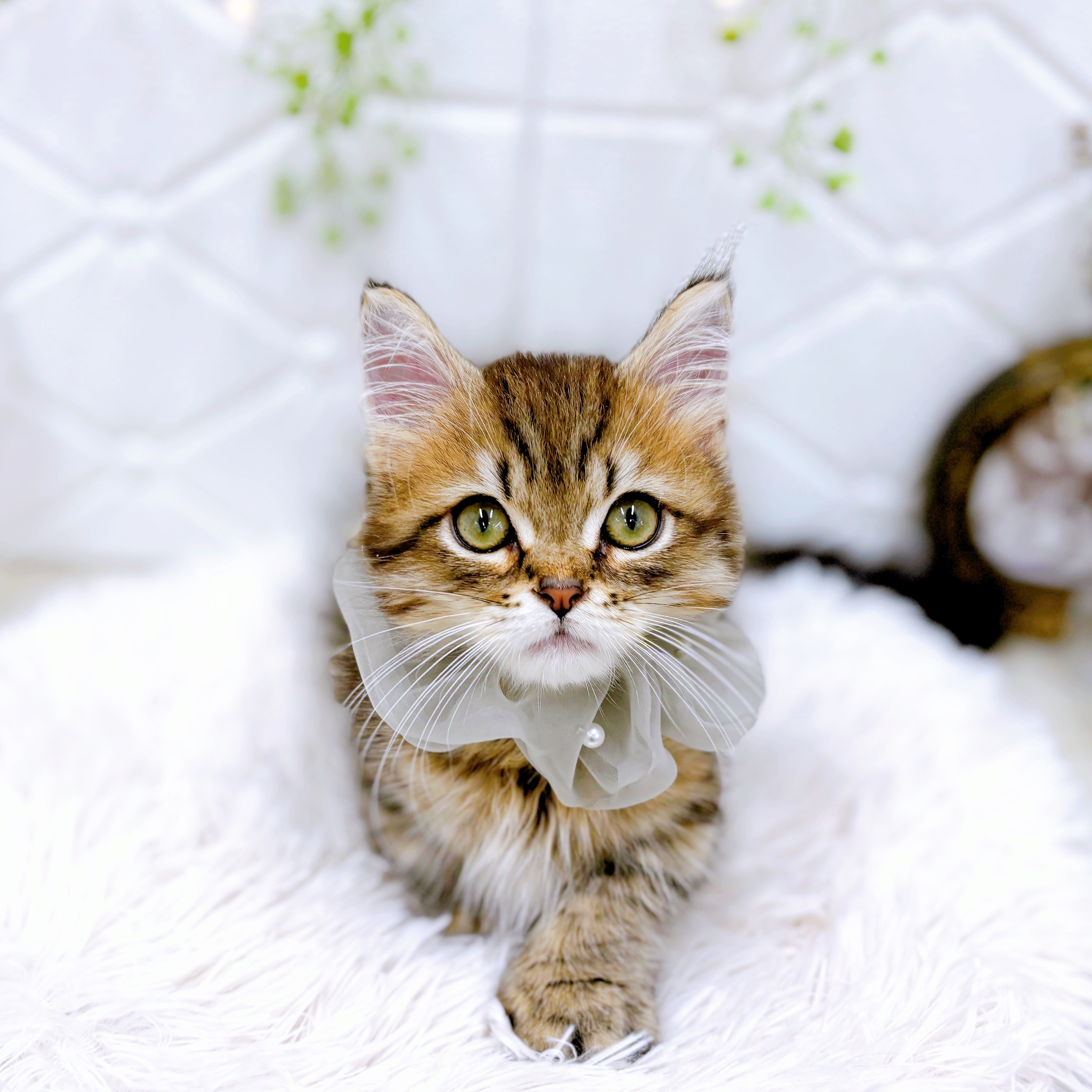 福井県のミヌエット (犬の家＆猫の里アミーゴ福井店/2025年7月13日生まれ/男の子/ブラウンタビー)の子猫の3枚目の画像