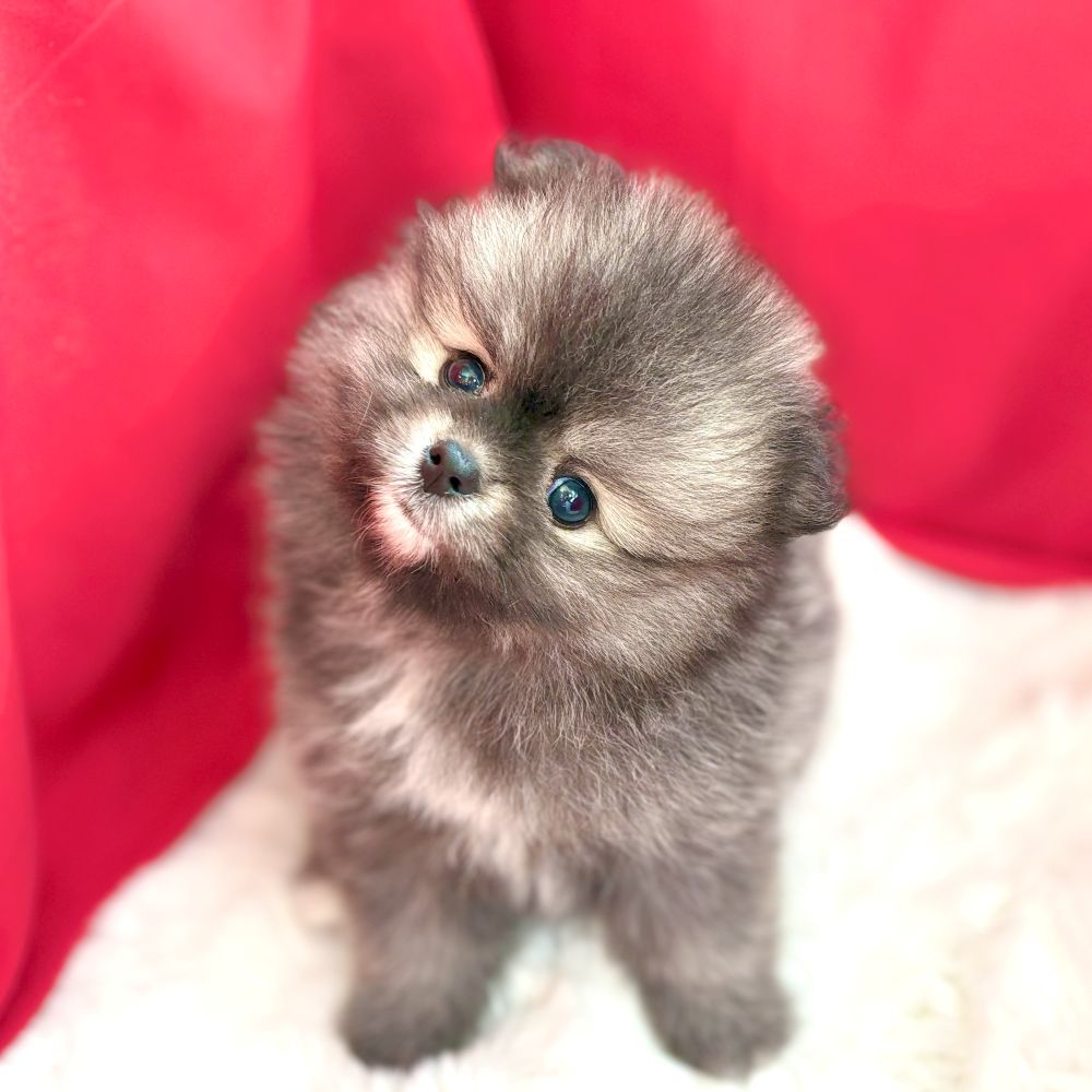愛知県のポメラニアン (犬の家＆猫の里愛知刈谷店/2025年7月13日生まれ/女の子/ウルフセーブル)の子犬の3枚目の画像