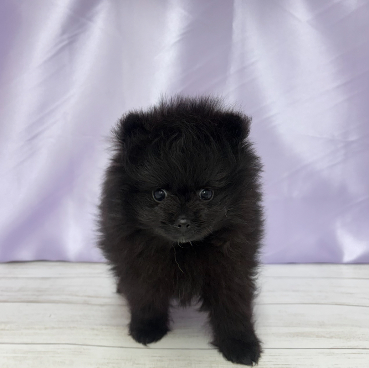 ポメチワ/チワポメ/ポメチー(ポメラニアン×チワワ)(ブラック)の