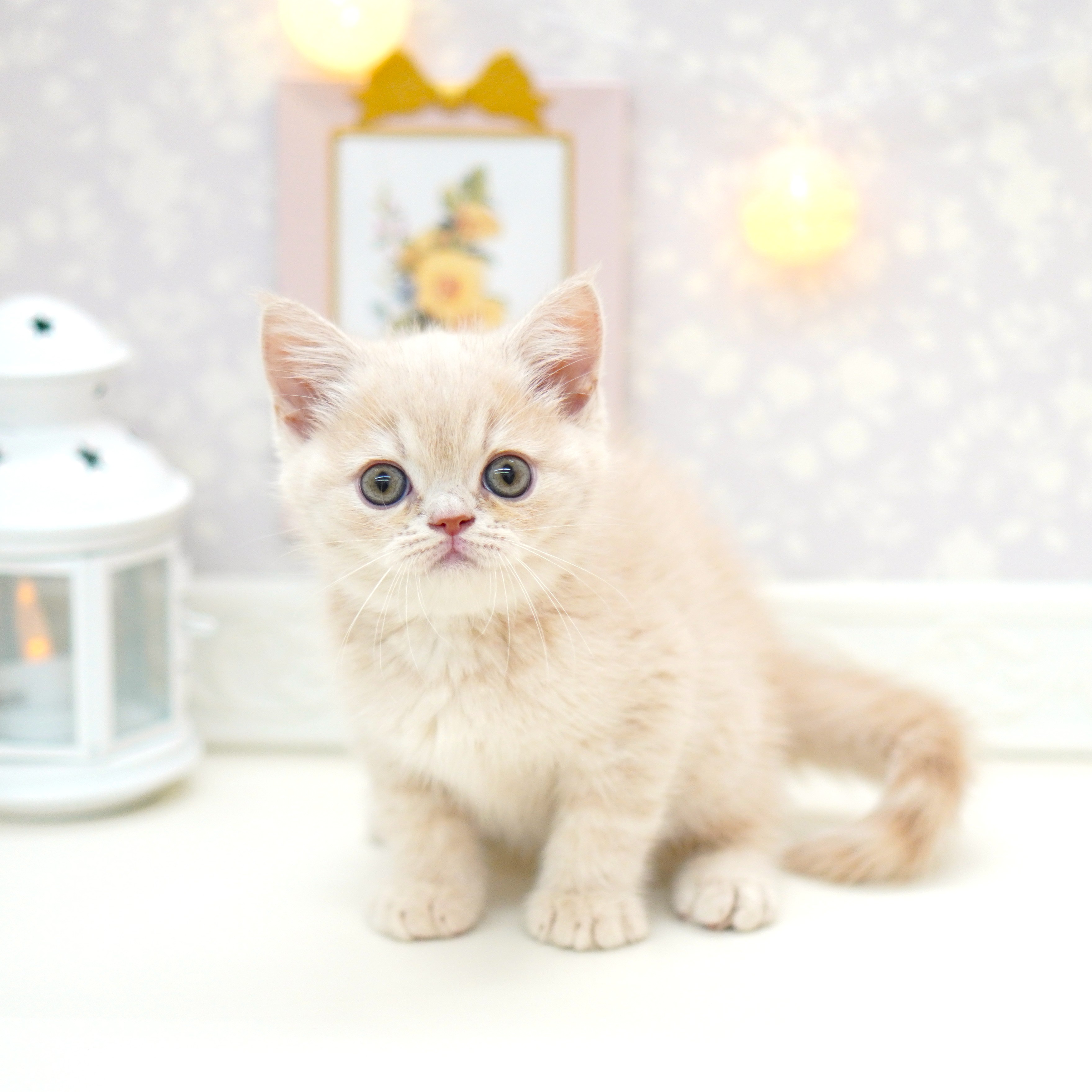富山県のミヌエット (犬の家＆猫の里富山店/2025年7月13日生まれ/男の子/クリームタビー)の子猫