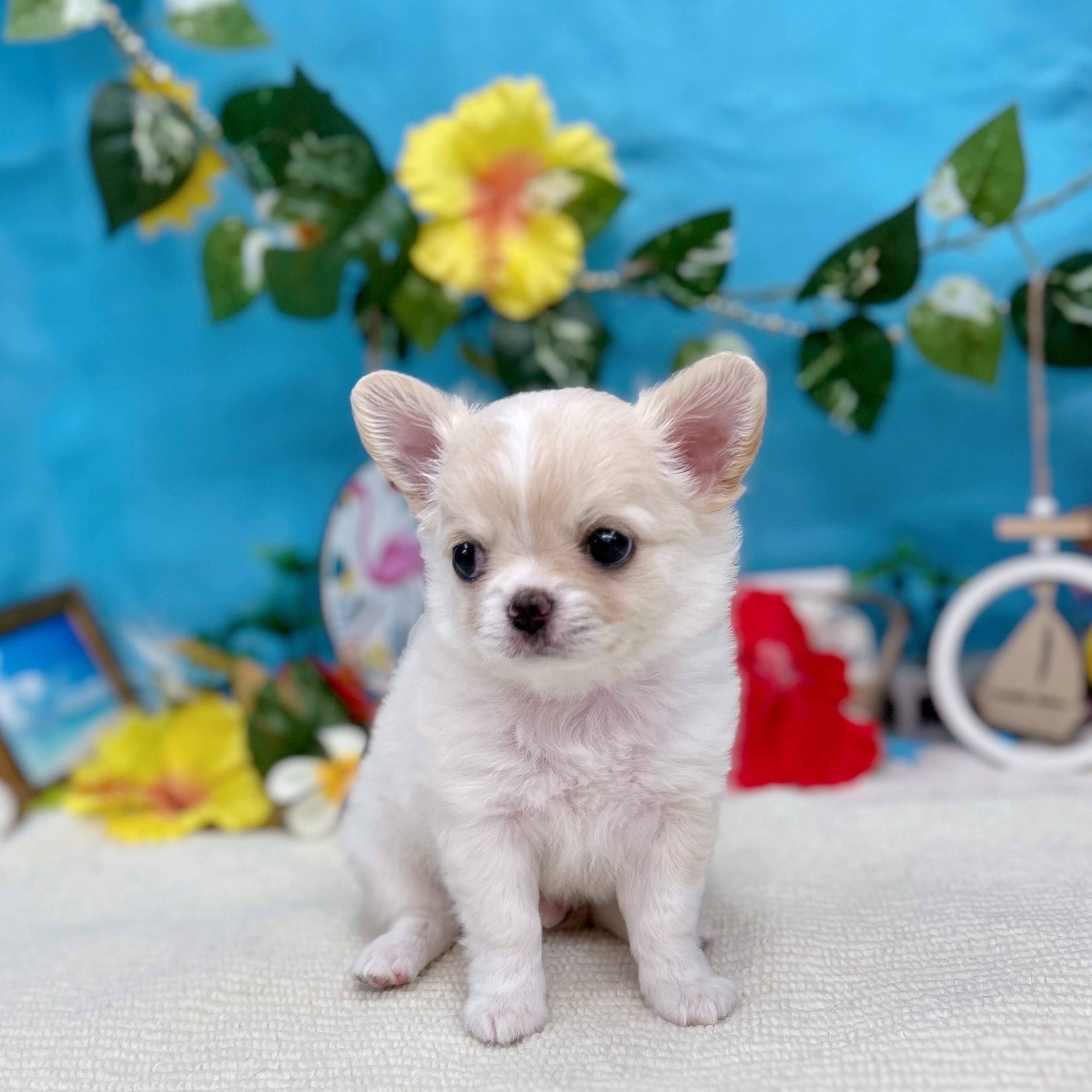 岐阜県のチワワ(ロング) (犬の家＆猫の里岐南店/2025年7月13日生まれ/男の子/クリームホワイト)の子犬の3枚目の画像