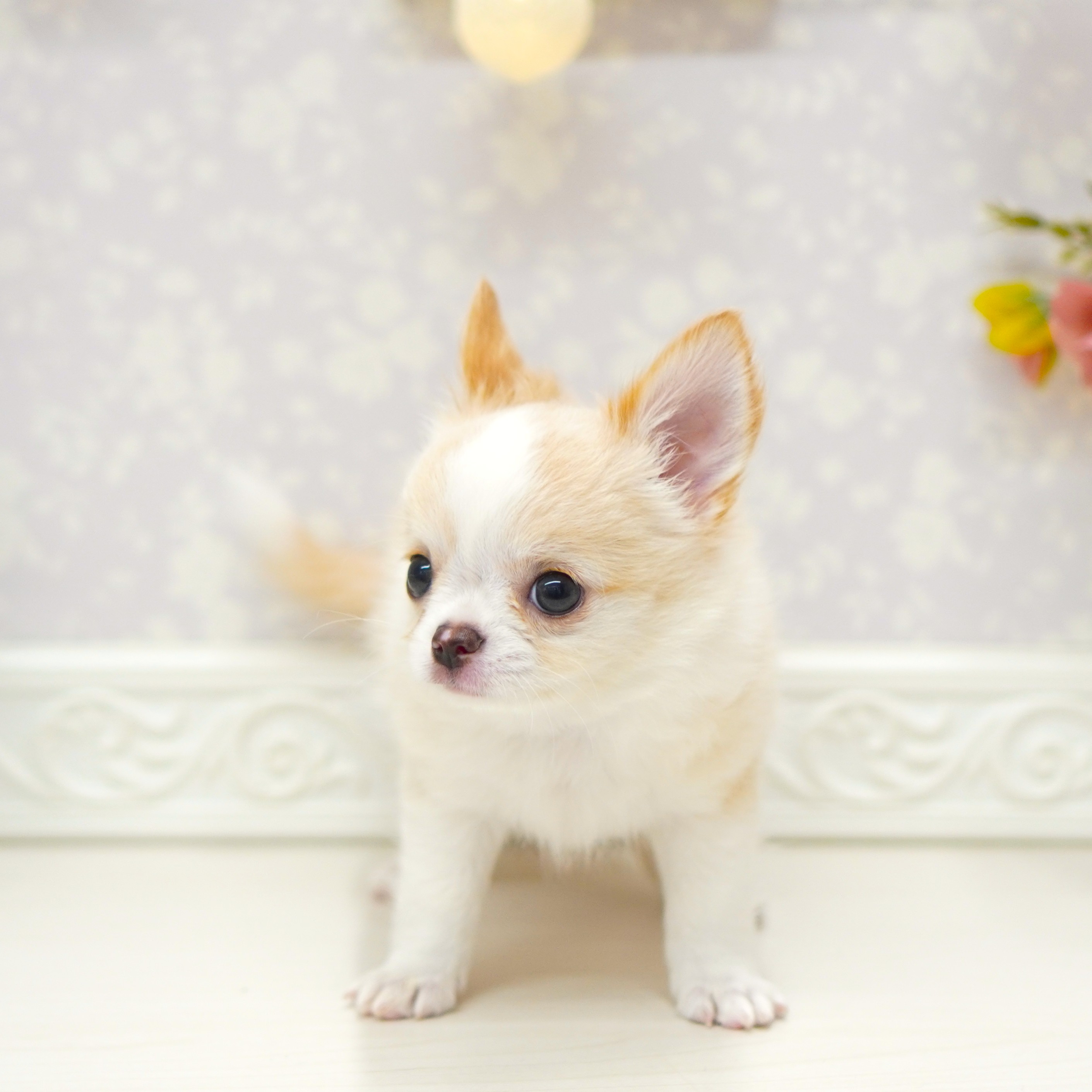 富山県のチワワ(ロング) (犬の家＆猫の里アミーゴ山室店/2025年7月13日生まれ/女の子/ゴールドホワイト)の子犬の3枚目の画像
