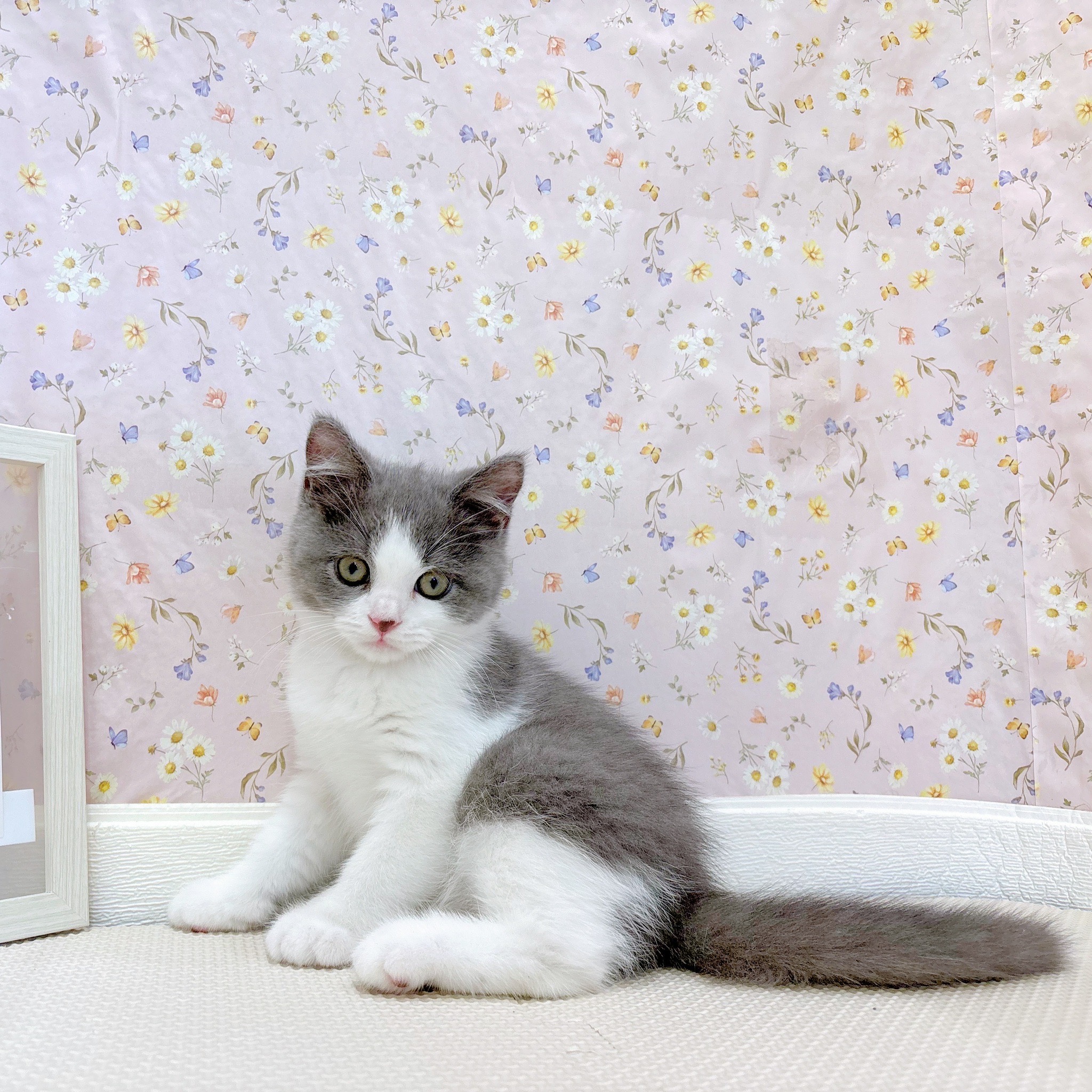 石川県のブリティッシュショートヘアー (犬の家＆猫の里金沢店/2025年7月7日生まれ/男の子/ブルーホワイト)の子猫の3枚目の画像