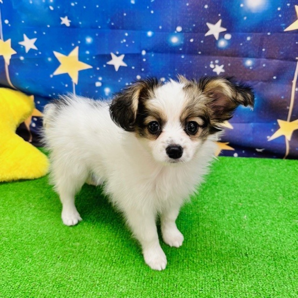 愛知県のパピヨン (犬の家＆猫の里名古屋天白店/2025年7月10日生まれ/女の子/ホワイトブラウン)の子犬の3枚目の画像