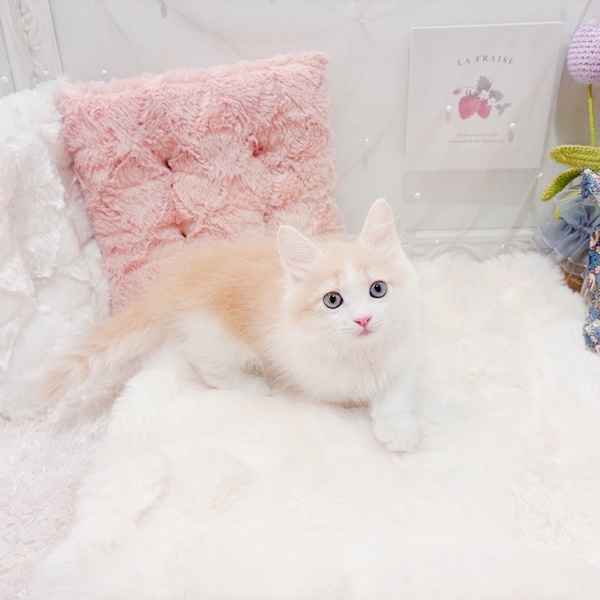 福井県のミヌエット (犬の家＆猫の里福井店/2025年7月11日生まれ/男の子/クリームタビーホワイト)の子猫の3枚目の画像