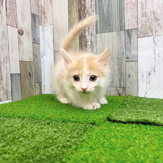 静岡県のミヌエット (犬の家＆猫の里マークイズ静岡店/2025年7月11日生まれ/男の子/クリームタビーホワイト)の子猫の3枚目の画像