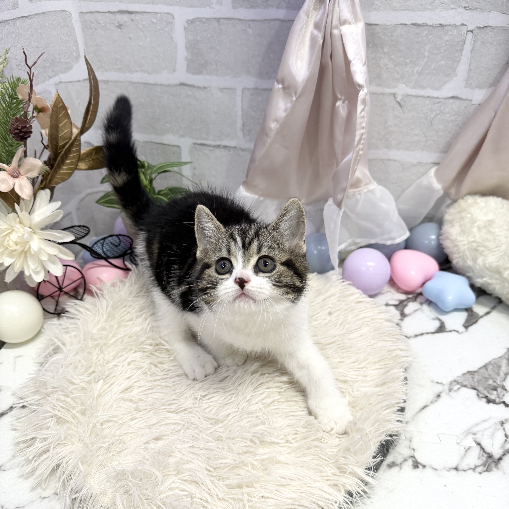 愛知県のスコティッシュフォールド (犬の家＆猫の里岡崎店/2025年7月14日生まれ/女の子/ブラウンタビーホワイト)の子猫の3枚目の画像