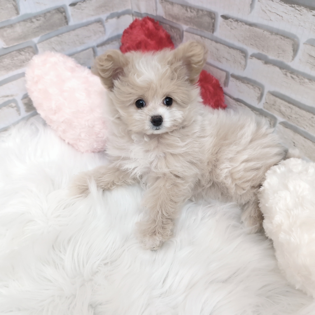 神奈川県のポメプー(ポメラニアン×プードル) (犬の家＆猫の里モザイクモール港北店/2025年7月14日生まれ/女の子/クリーム)の子犬の3枚目の画像