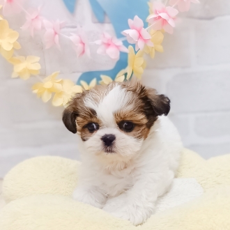 静岡県のシーズー (犬の家＆猫の里プレ葉ウォーク浜北店/2025年7月13日生まれ/女の子/ホワイトゴールド)の子犬の3枚目の画像