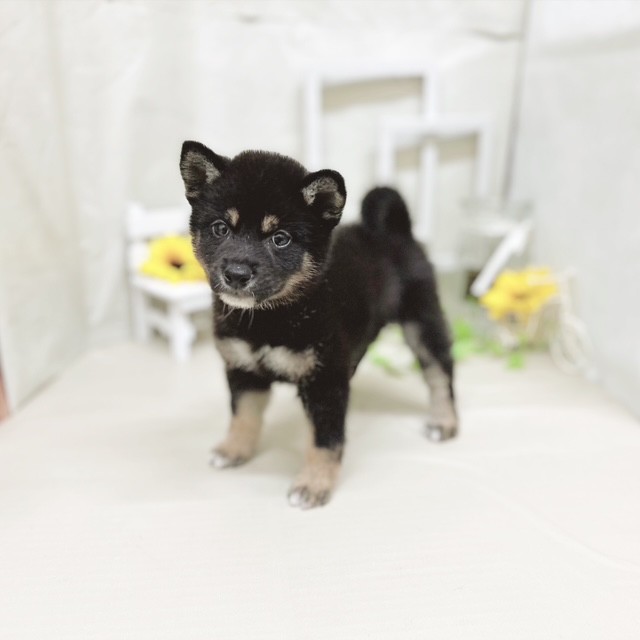 静岡県の柴犬(標準サイズ) (犬の家＆猫の里藤枝店/2025年7月15日生まれ/男の子/黒)の子犬の3枚目の画像