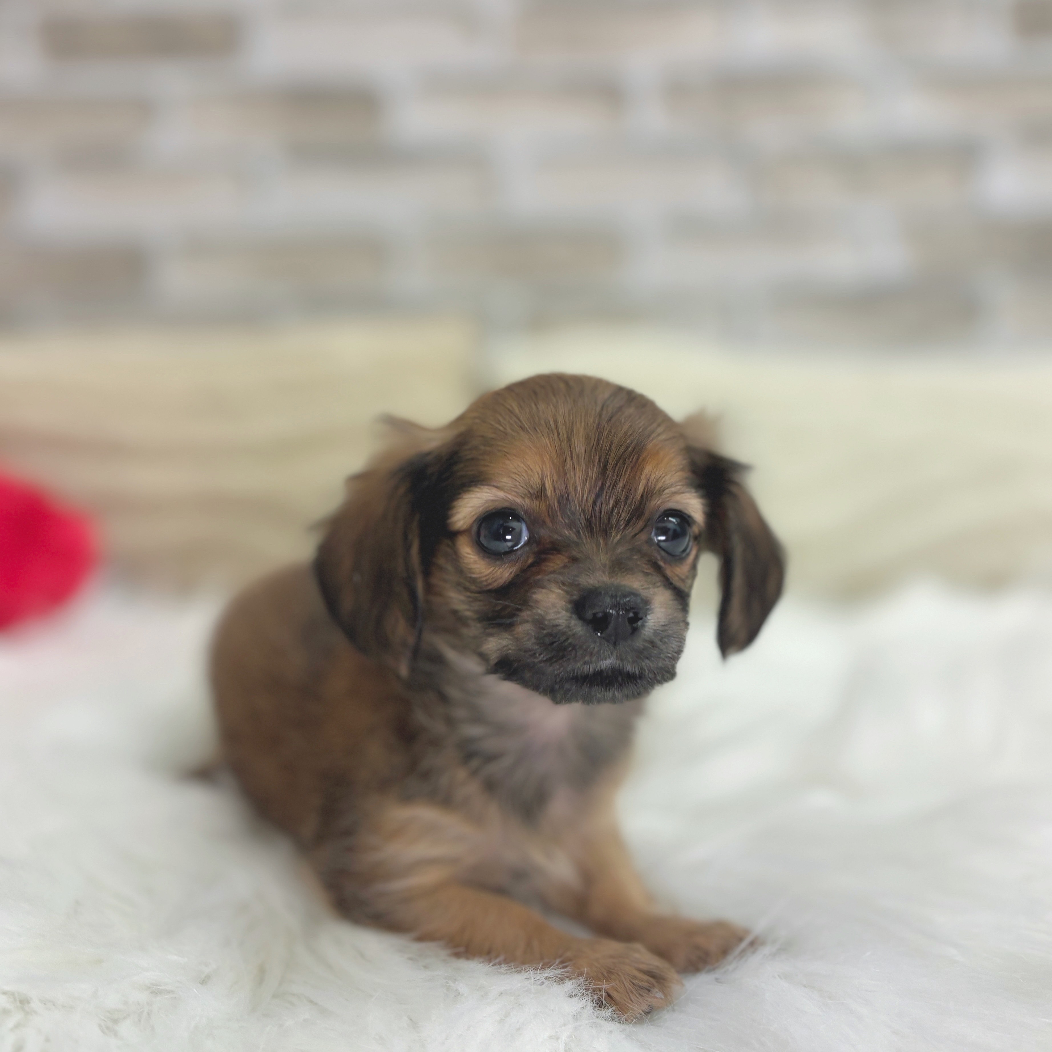 神奈川県のチワックス(チワワ×ダックス) (犬の家＆猫の里モザイクモール港北店/2025年7月15日生まれ/女の子/レッド)の子犬の3枚目の画像