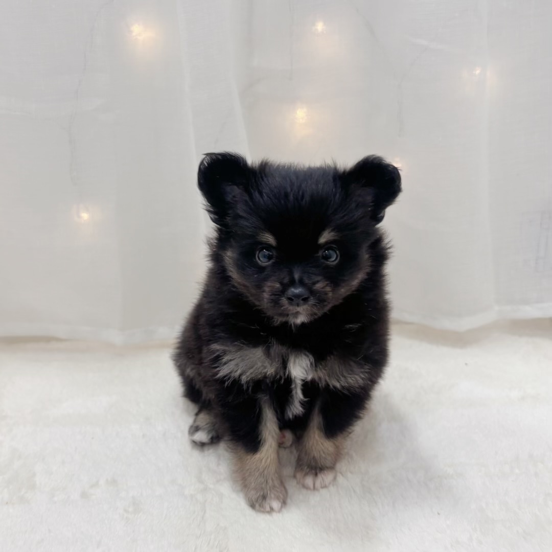 千葉県のポメチワ/チワポメ/ポメチー(ポメラニアン×チワワ) (犬の家＆猫の里BIGHOPガーデンモール印西店/2025年7月14日生まれ/男の子/ブラックタン)の子犬の3枚目の画像
