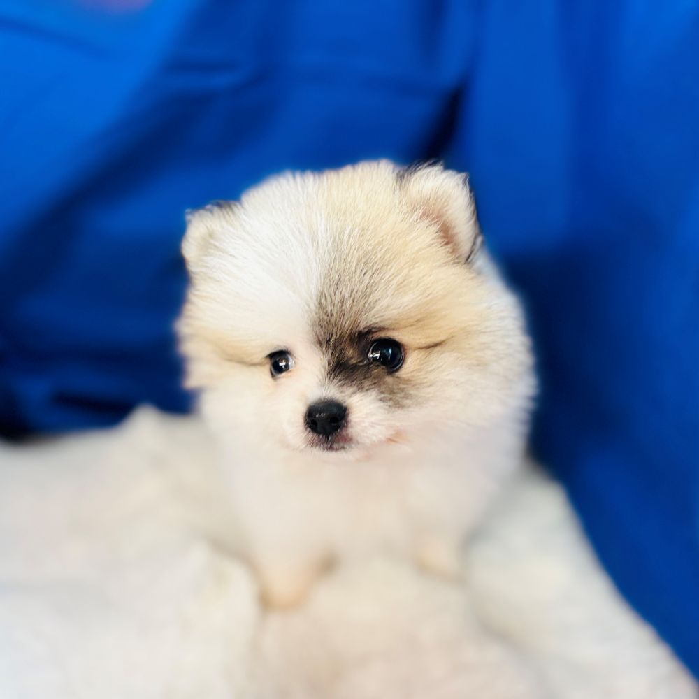 愛知県のポメラニアン (犬の家＆猫の里愛知刈谷店/2025年7月13日生まれ/男の子/パーティーカラー)の子犬の3枚目の画像