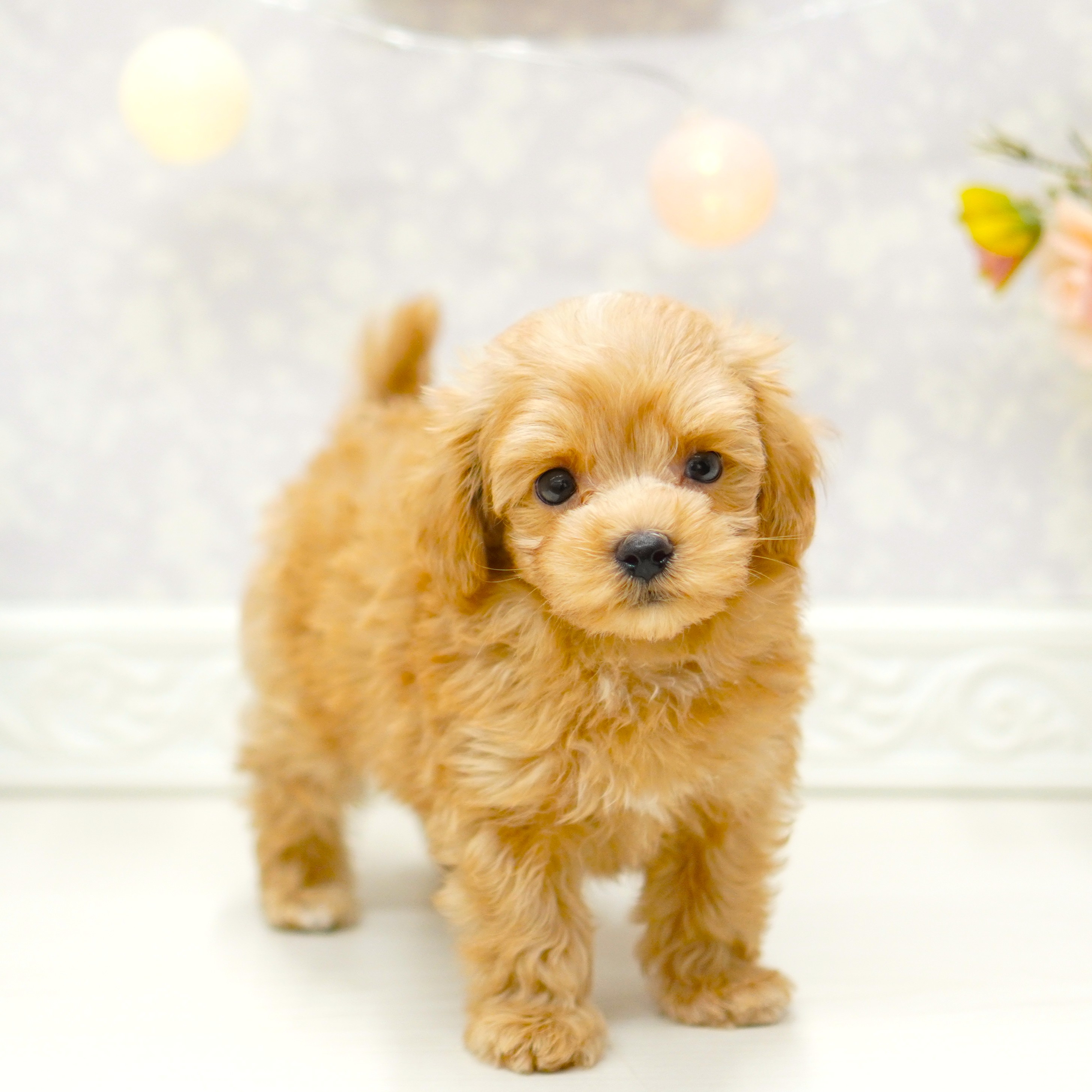 富山県のマルプー(マルチーズ×プードル) (犬の家＆猫の里アミーゴ山室店/2025年7月14日生まれ/男の子/アプリコット)の子犬の3枚目の画像