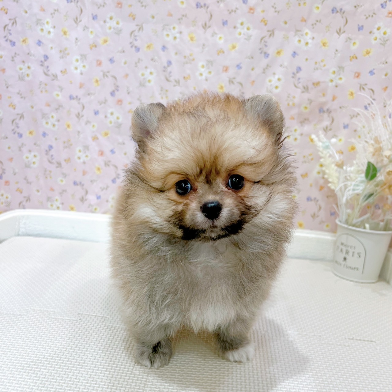 石川県のポメラニアン (犬の家＆猫の里金沢店/2025年7月14日生まれ/男の子/オレンジ)の子犬の3枚目の画像