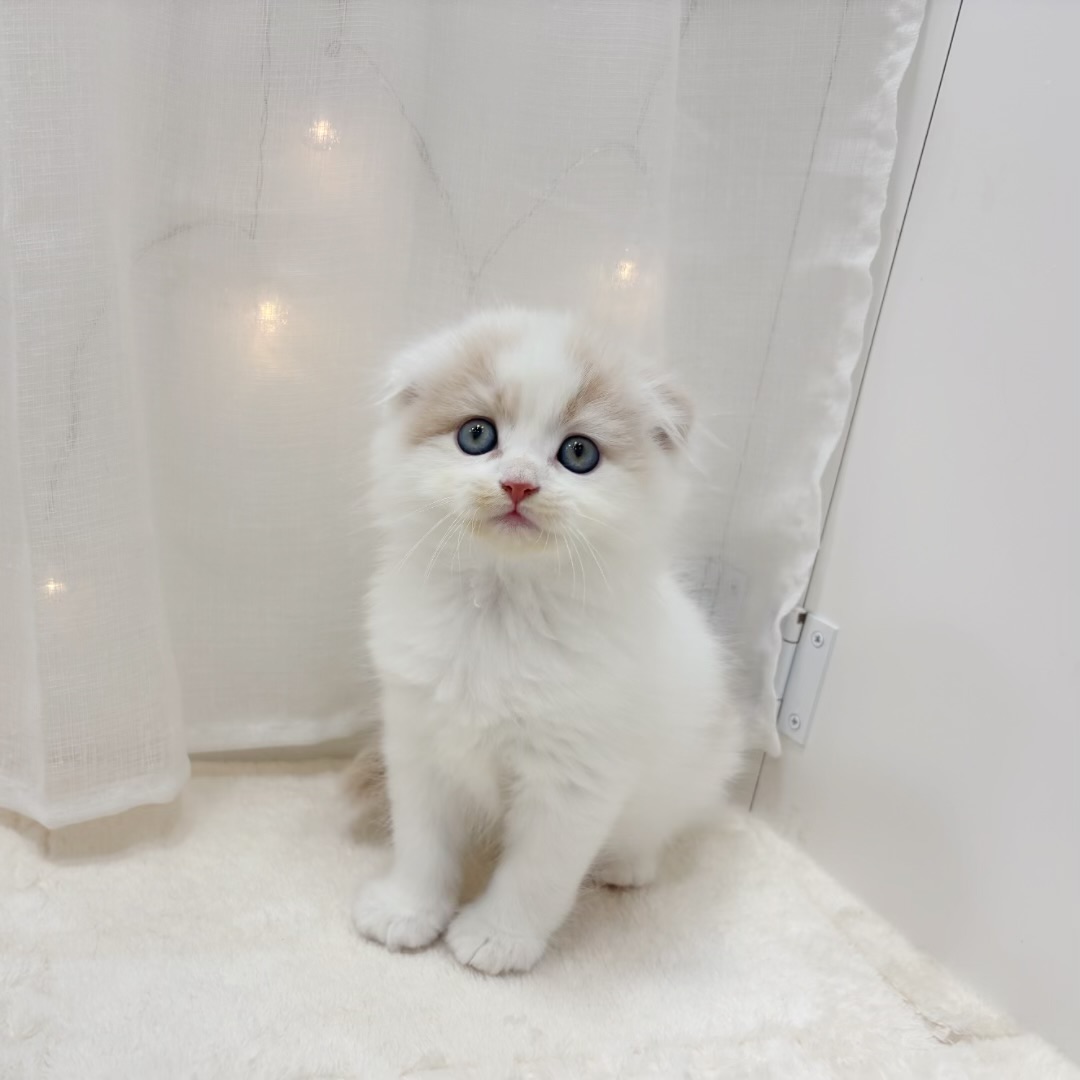 千葉県のスコティッシュフォールド (犬の家＆猫の里BIGHOPガーデンモール印西店/2025年7月15日生まれ/男の子/クリームホワイト)の子猫の1枚目の画像