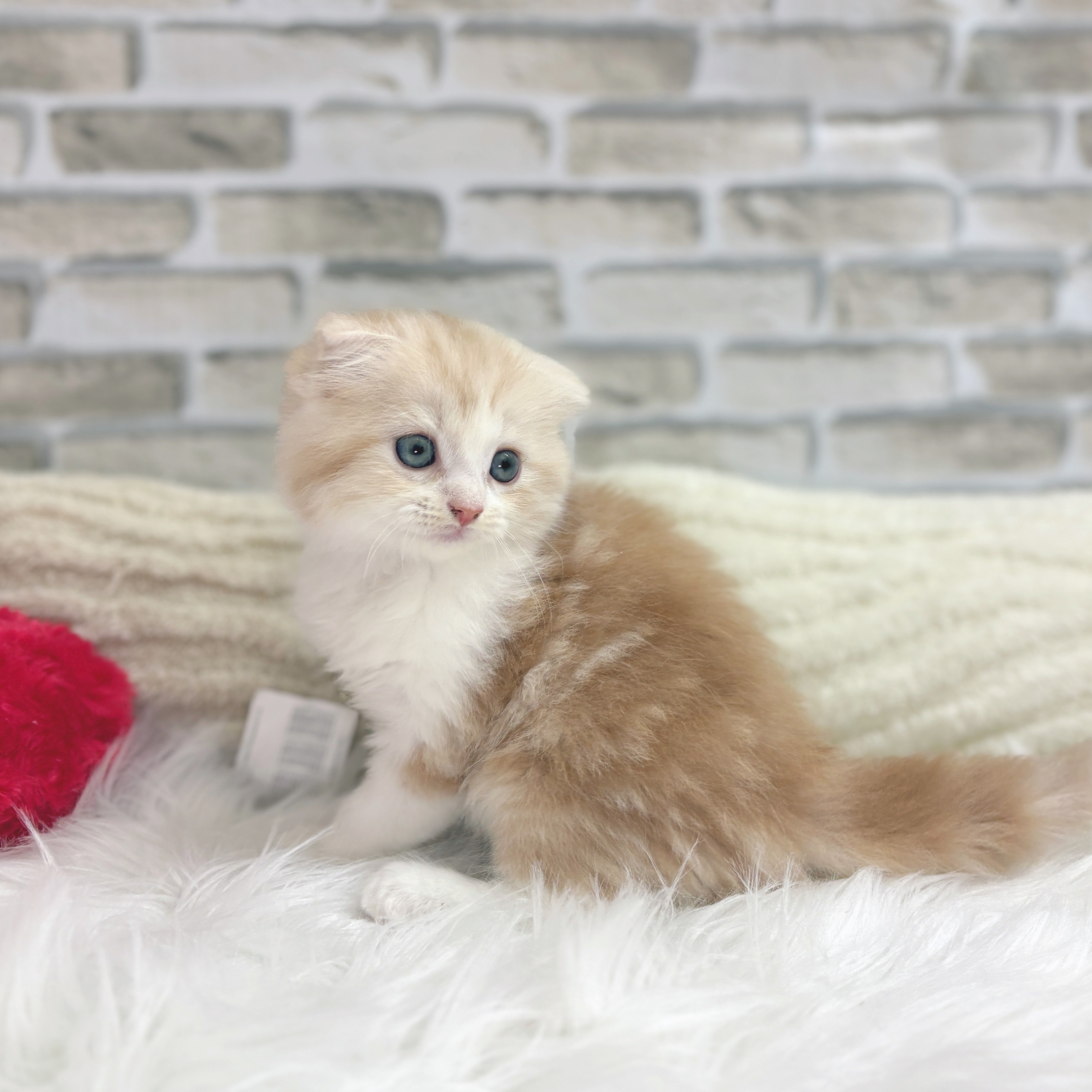 神奈川県のスコティッシュフォールド (犬の家＆猫の里モザイクモール港北店/2025年7月15日生まれ/男の子/クリームタビー)の子猫の3枚目の画像