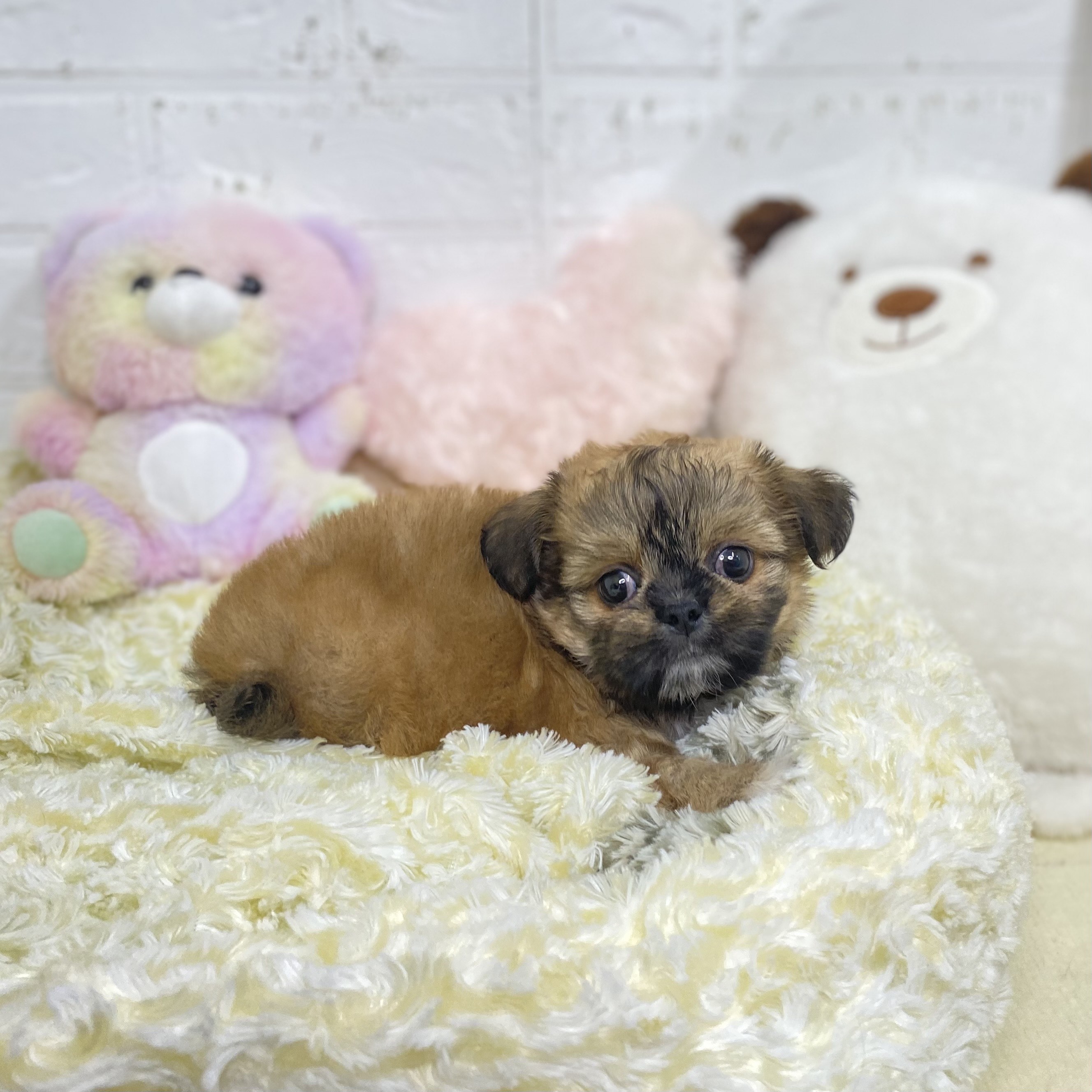 長野県のチワズー/チワシーズ(チワワ×シーズー) (犬の家＆猫の里長野店/2025年7月14日生まれ/男の子/フォーン)の子犬の3枚目の画像