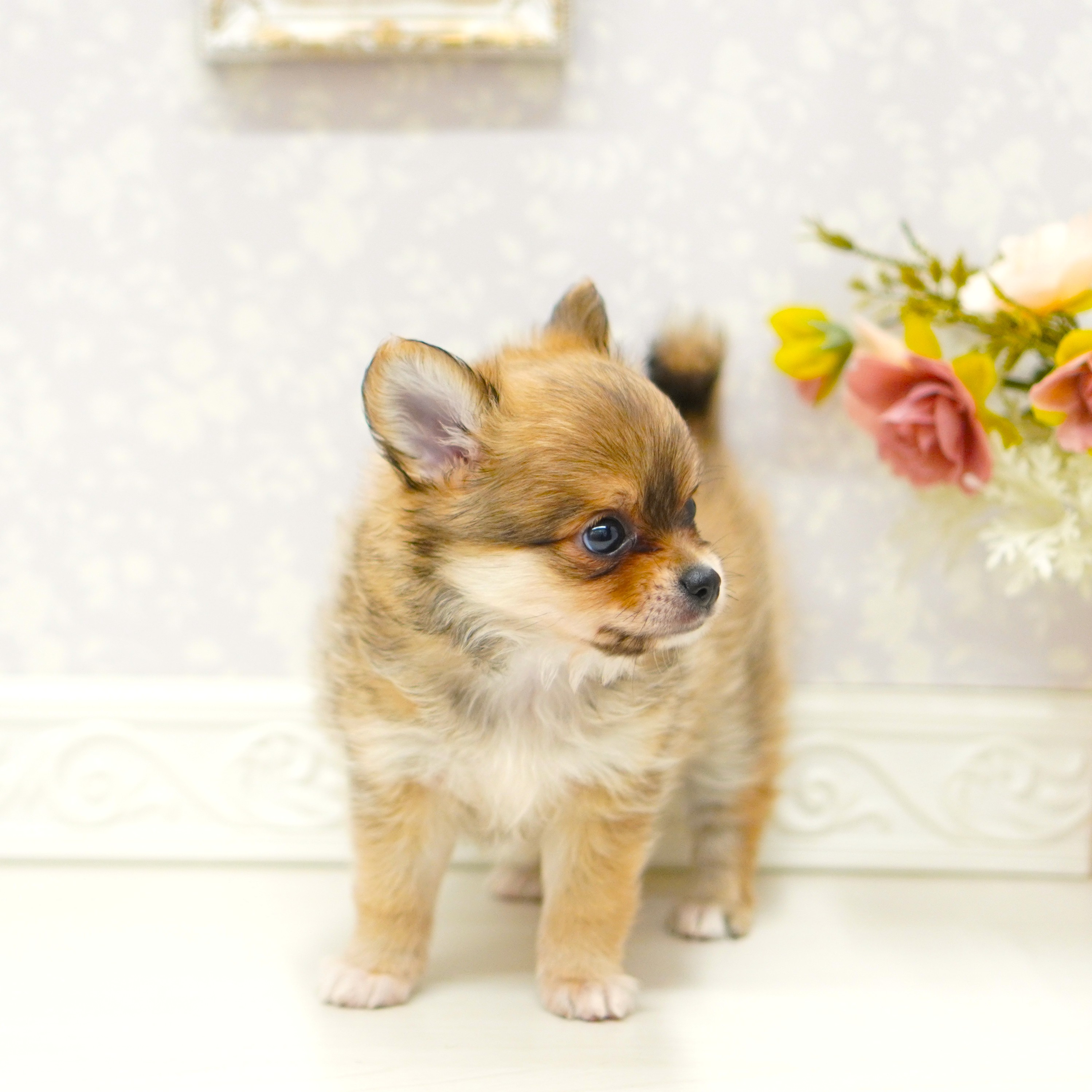 富山県のポメチワ/チワポメ/ポメチー(ポメラニアン×チワワ) (犬の家＆猫の里アミーゴ山室店/2025年7月14日生まれ/女の子/オレンジ)の子犬の3枚目の画像