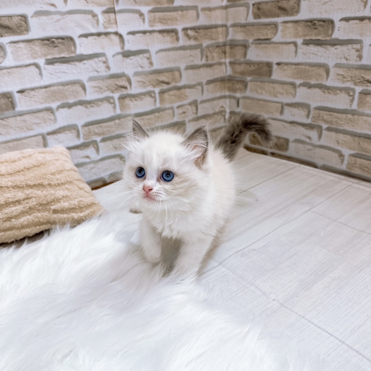 神奈川県のラグドール (犬の家＆猫の里モザイクモール港北店/2025年7月14日生まれ/男の子/ブルーポイントバイカラー)の子猫の3枚目の画像