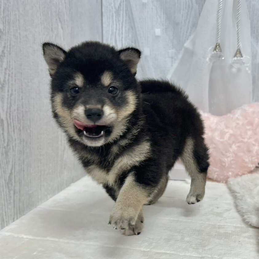 神奈川県の柴犬(標準サイズ) (犬の家＆猫の里相模原店/2025年7月15日生まれ/男の子/黒)の子犬の3枚目の画像