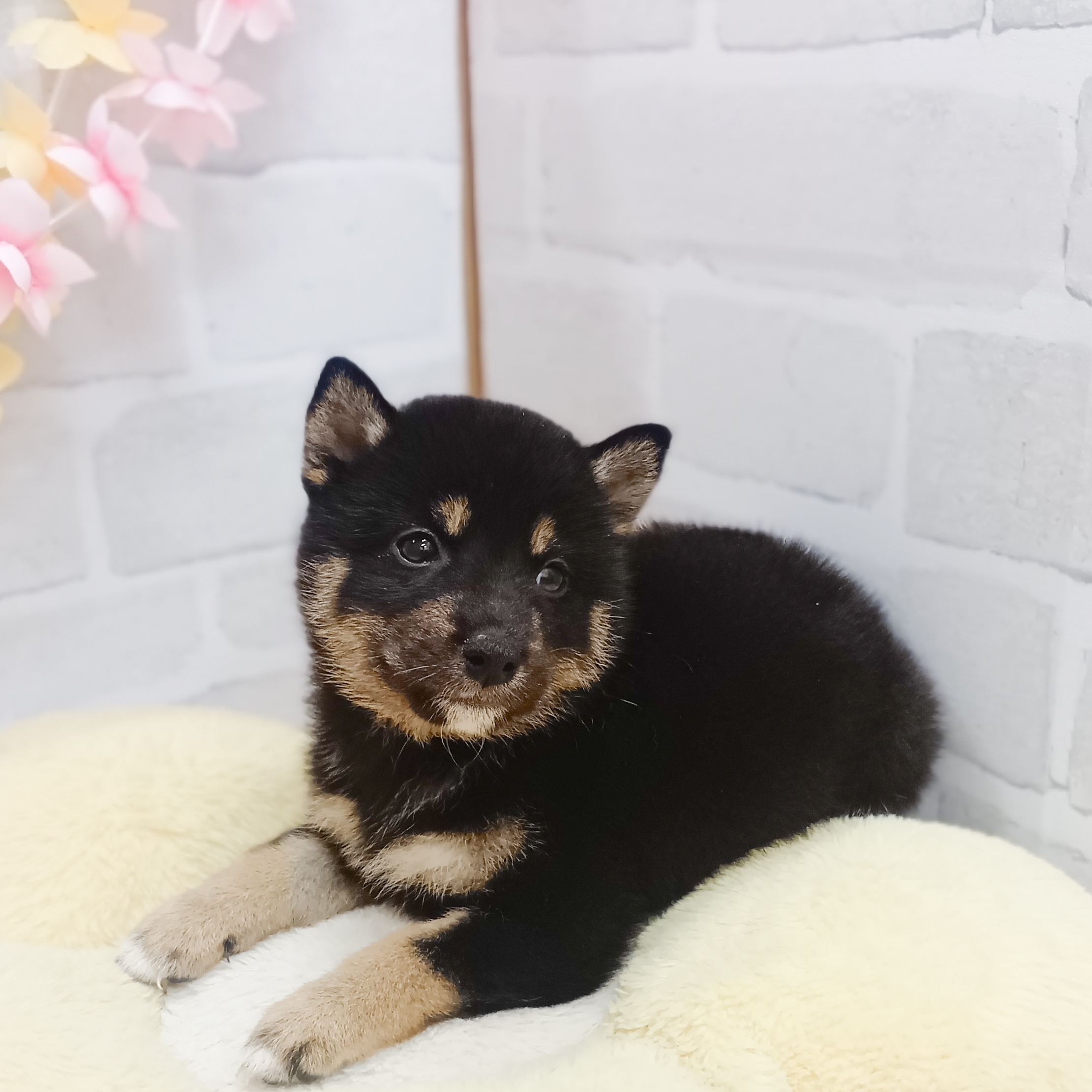 静岡県の柴犬(標準サイズ) (犬の家＆猫の里プレ葉ウォーク浜北店/2025年7月15日生まれ/女の子/黒)の子犬の3枚目の画像