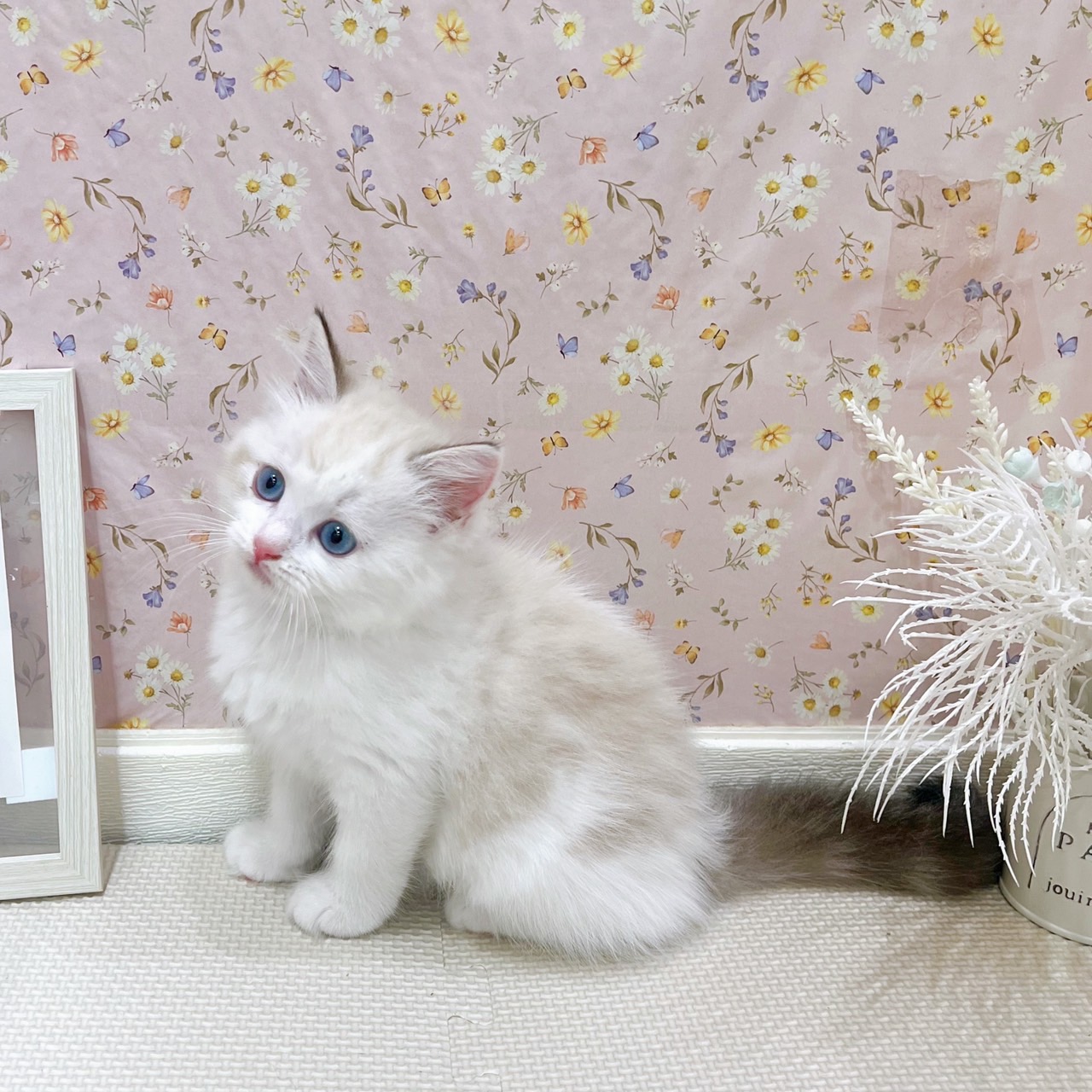 石川県のラグドール (犬の家＆猫の里金沢店/2025年7月14日生まれ/女の子/シールポイントバイカラー)の子猫の3枚目の画像